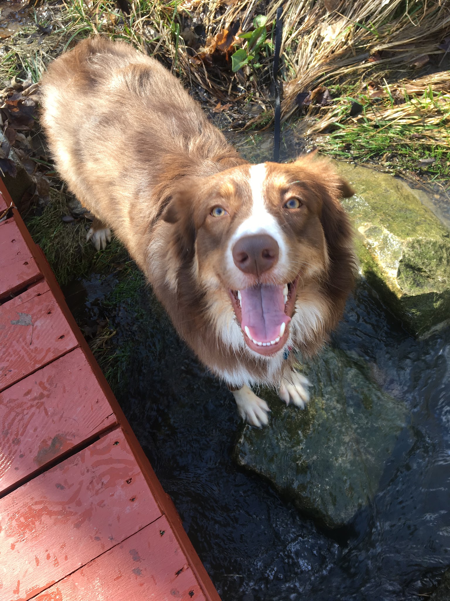 Maize Memorial Dog Park, llc - Ontario, OH