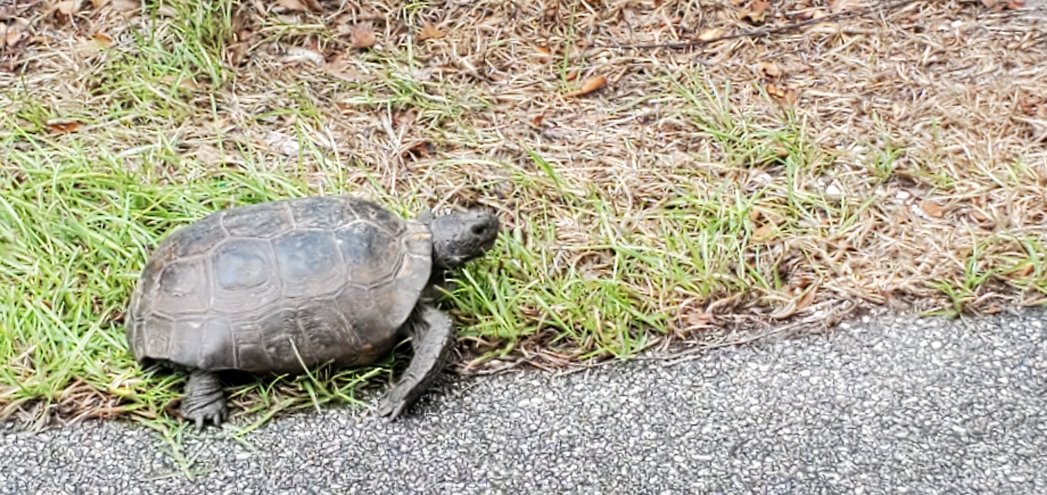 Spring to Spring Trail, Blue Spring Trailhead - Orange City, FL