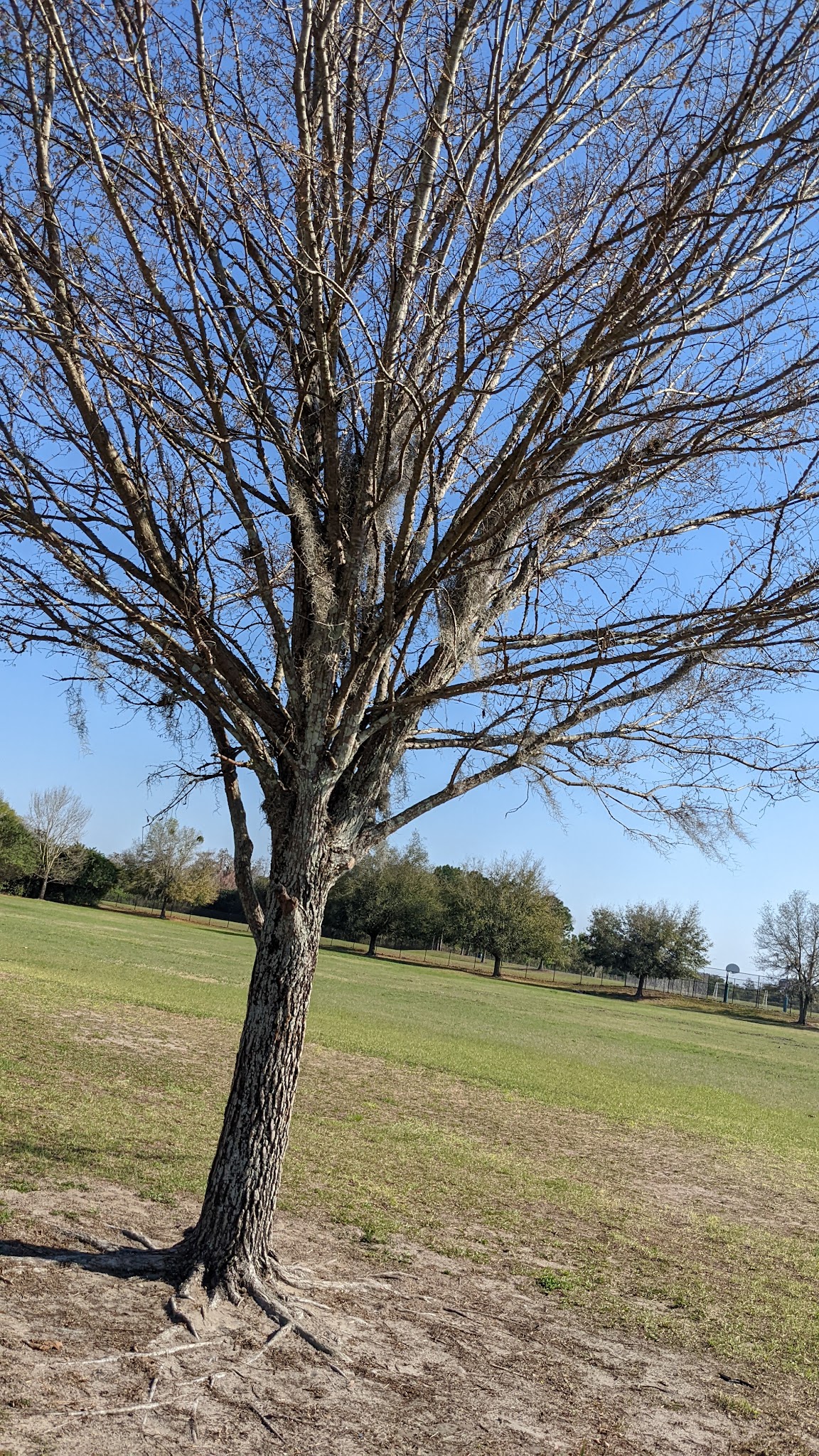Dog Park - Orlando, FL