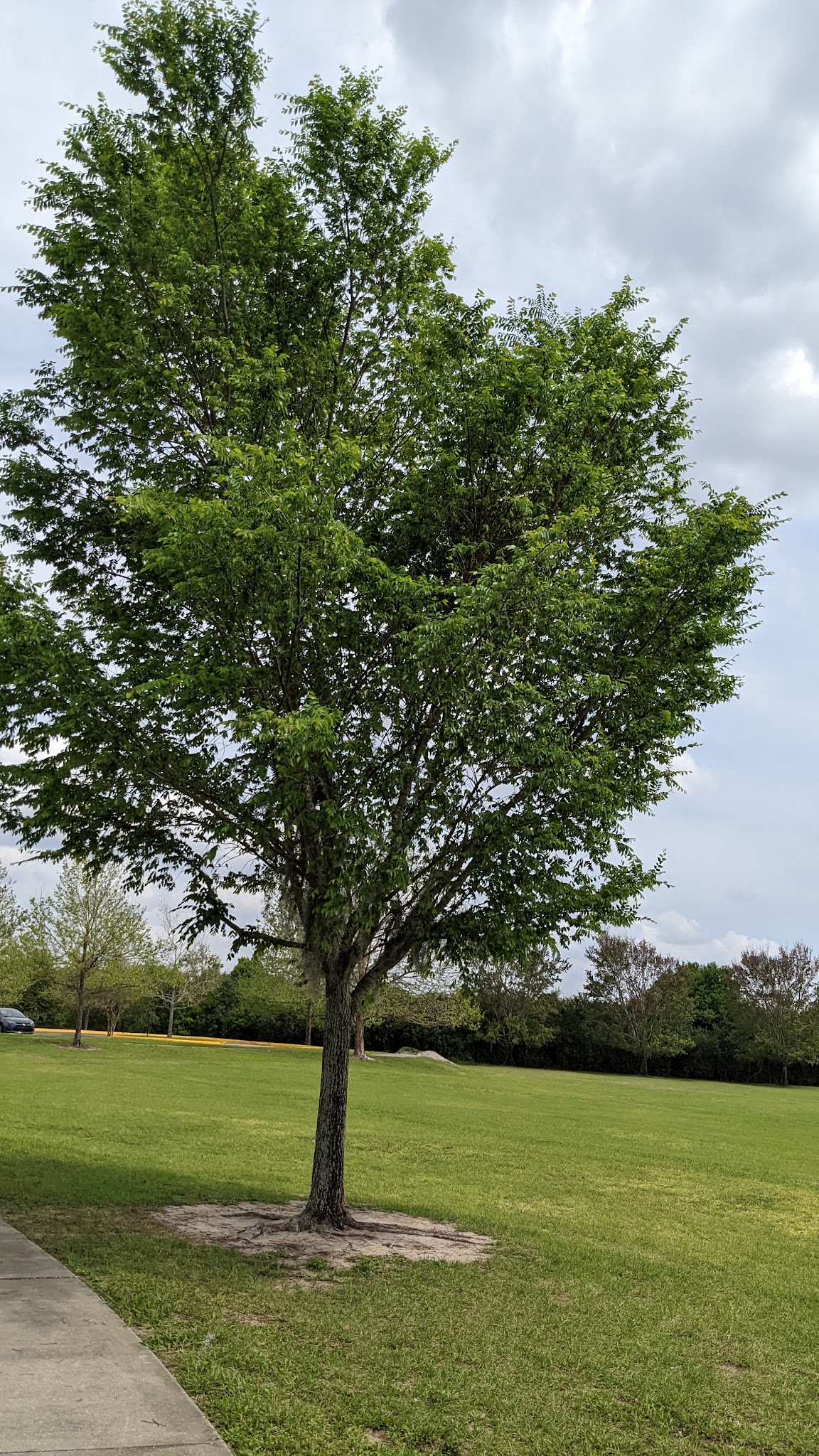 Dog Park - Orlando, FL