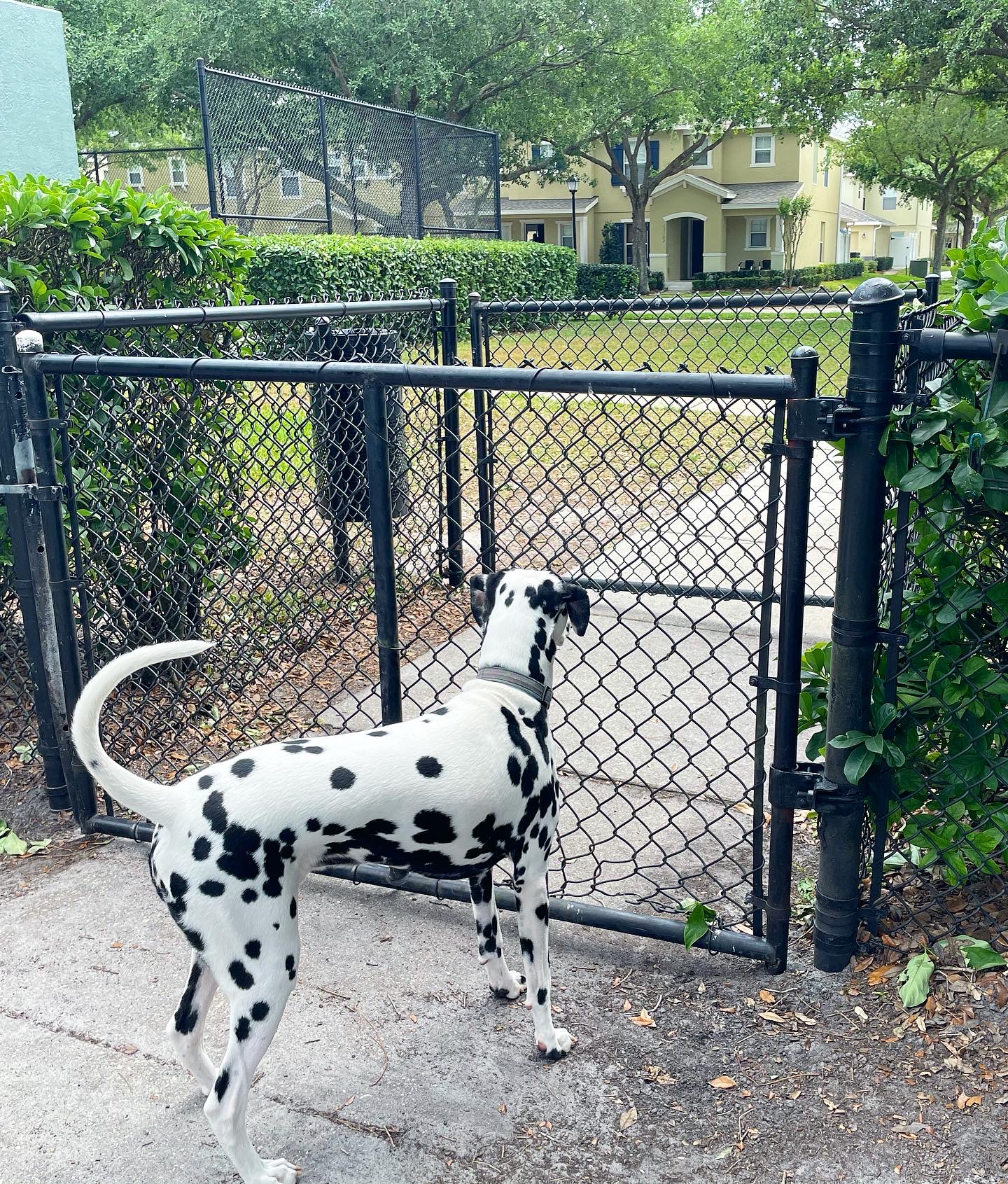 Avalon Park Dog Park - Orlando, FL