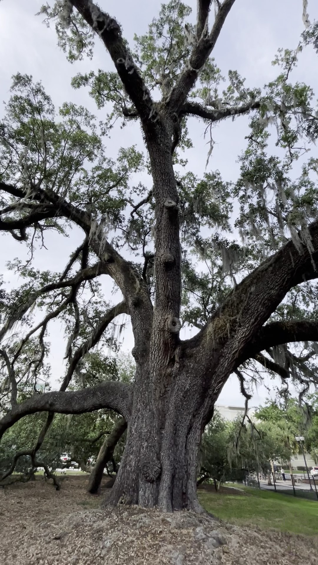 Constitution Green - Orlando, FL