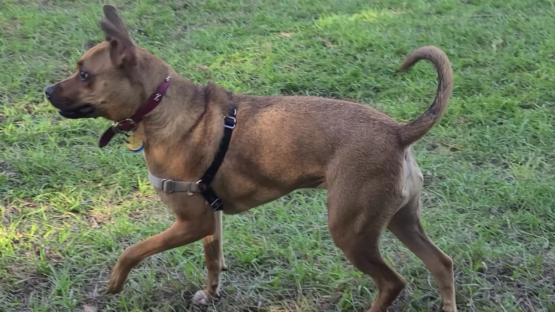 Dr. Phillips Dog Park - Orlando, FL