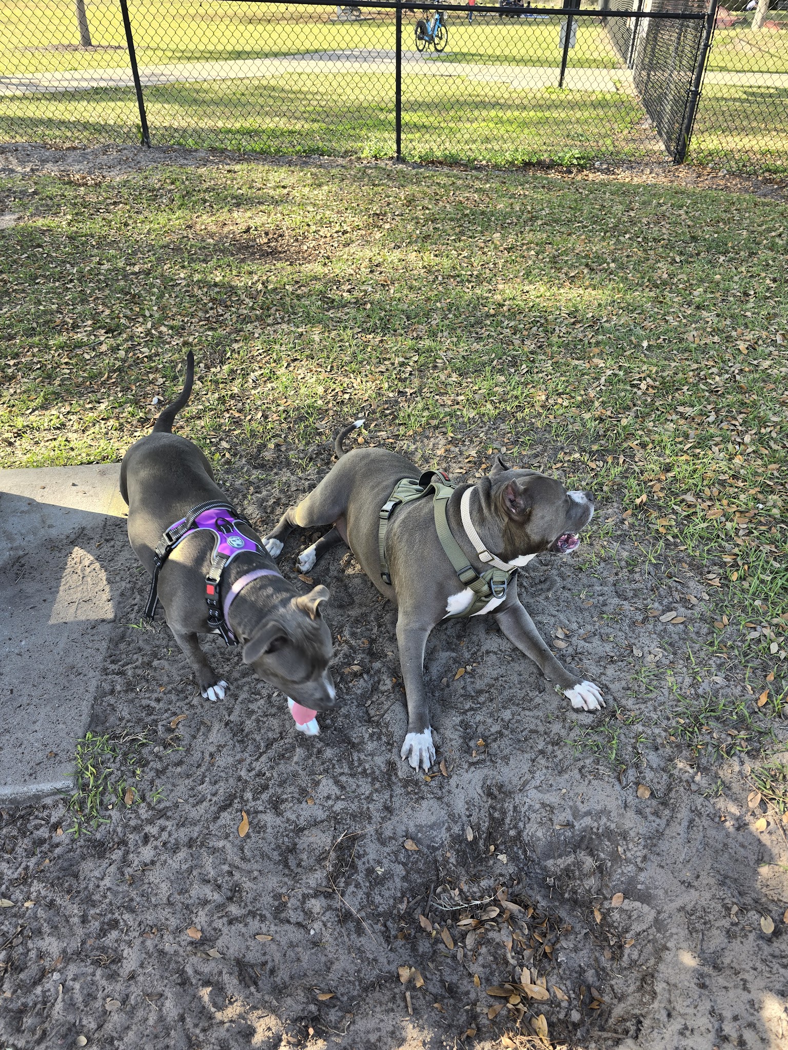 Lake Druid Dog Park - Orlando, FL