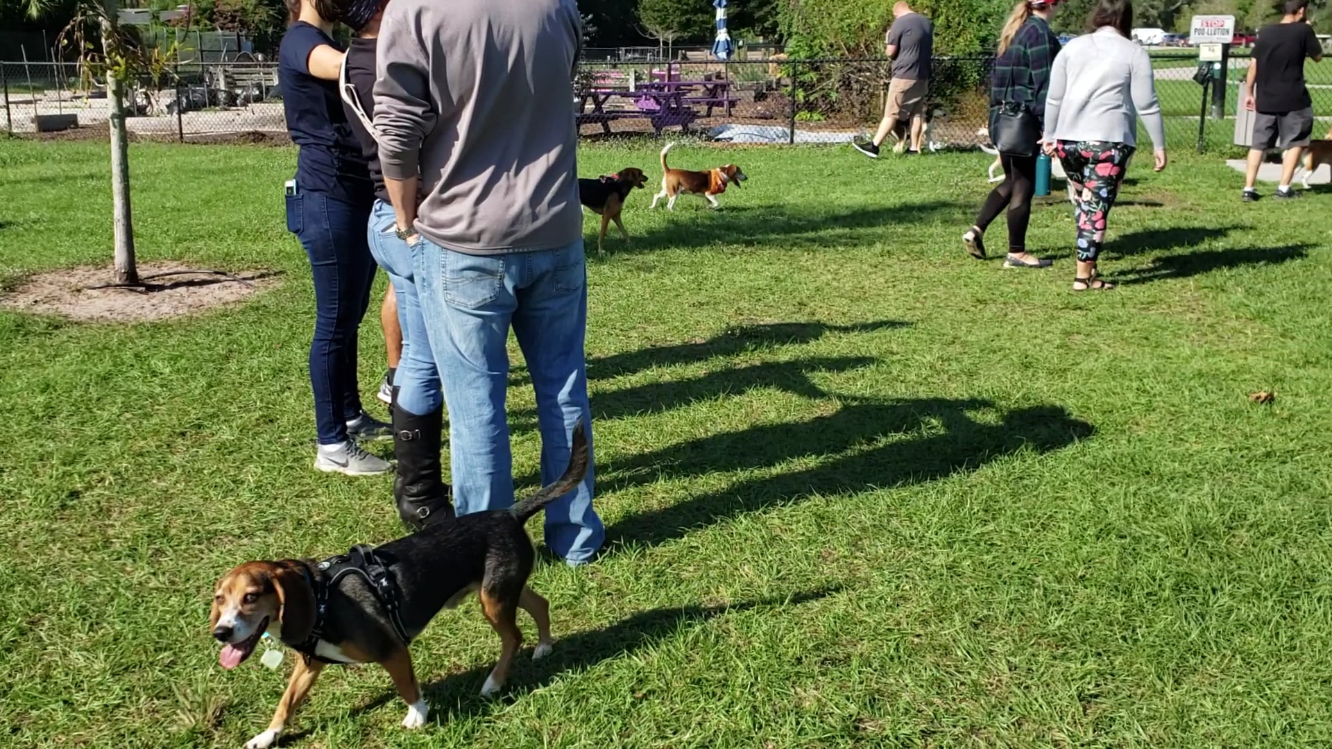 Lake Druid Dog Park - Orlando, FL