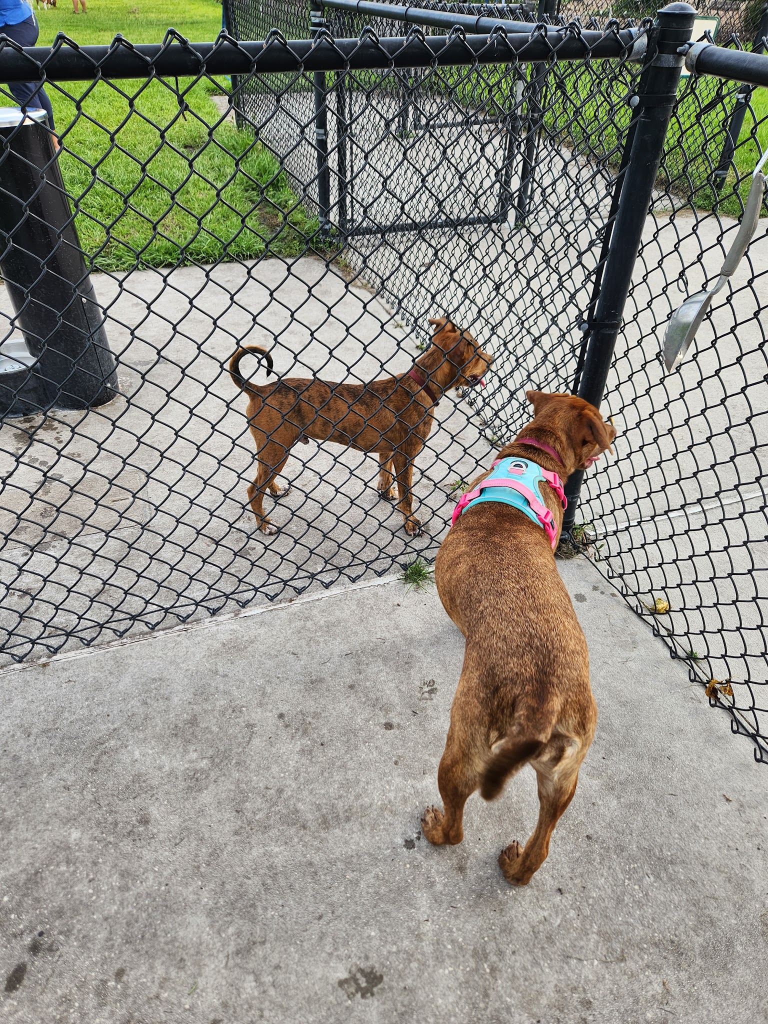 Lake Druid Dog Park - Orlando, FL