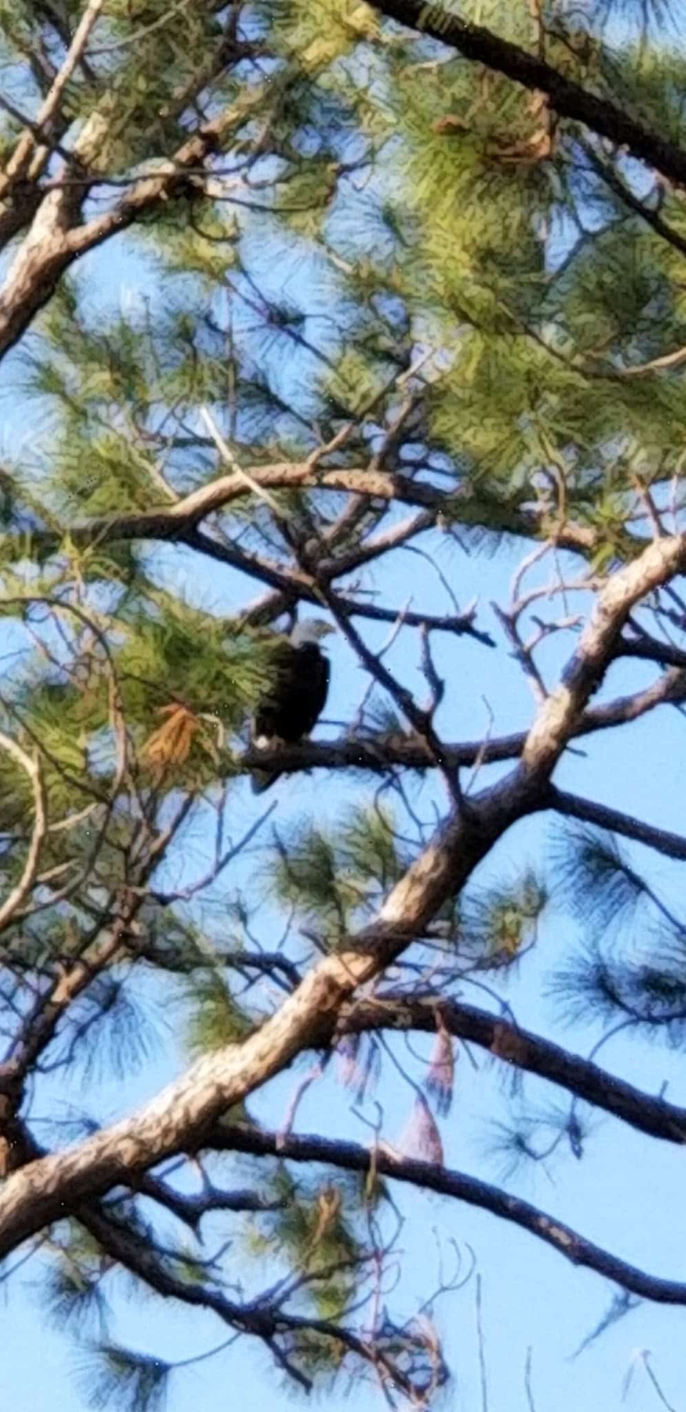 Lizzie Rodgers Park - Orlando, FL
