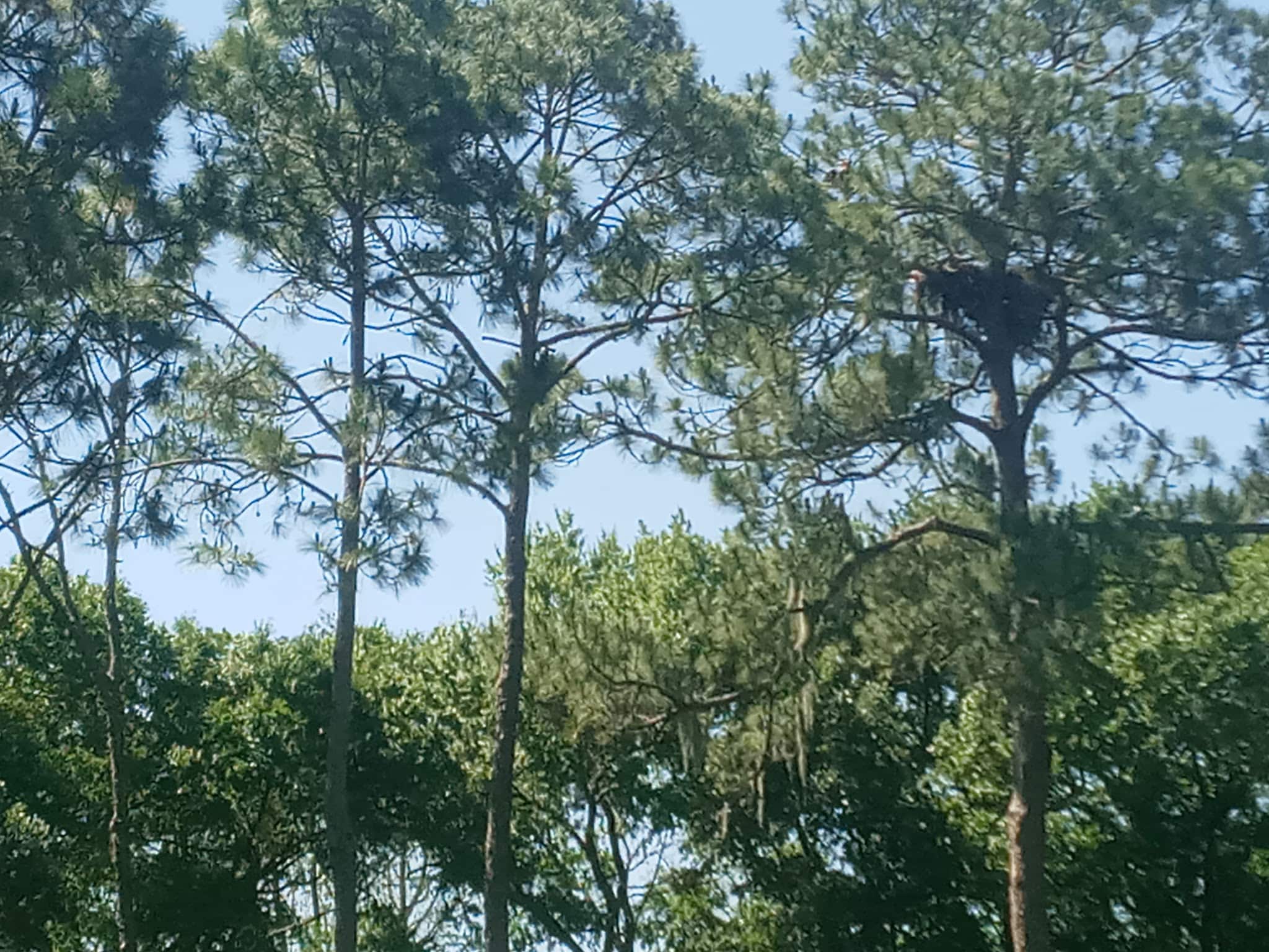 Lizzie Rodgers Park - Orlando, FL