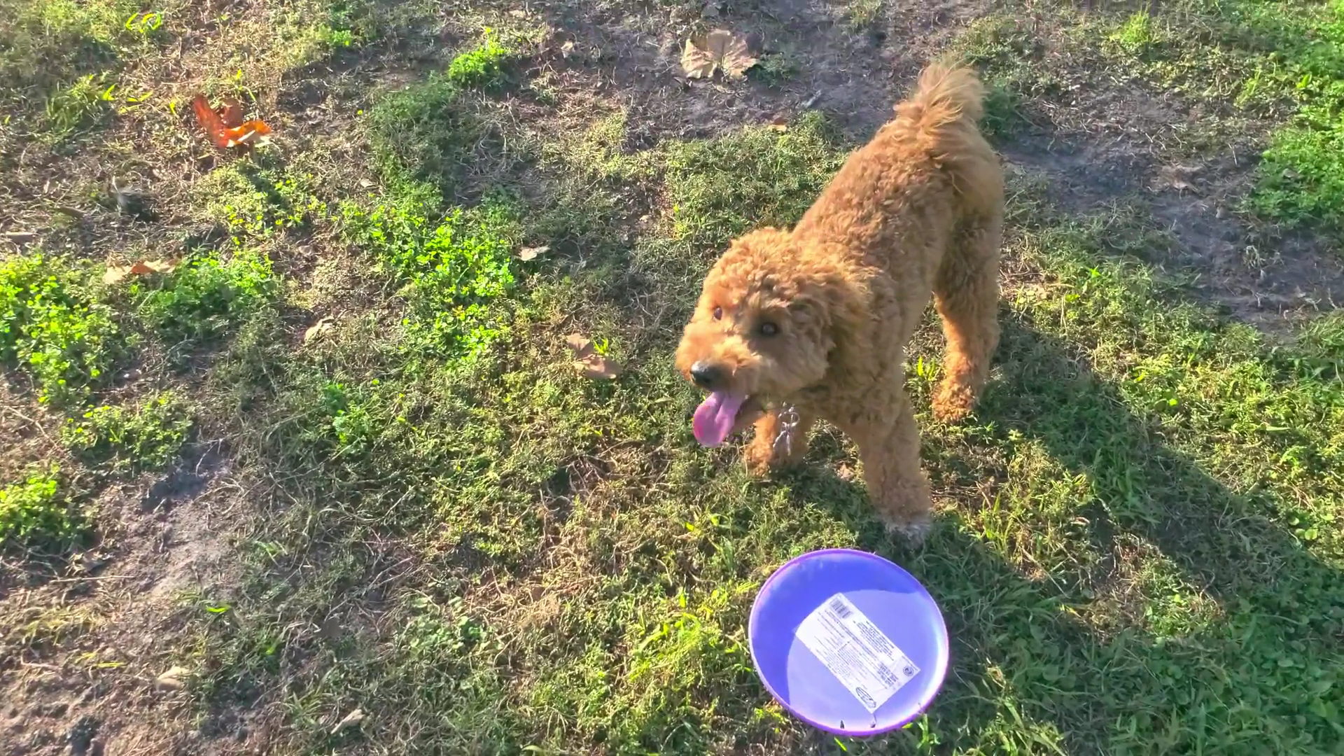 Meadow Woods Dog Park - Orlando, FL