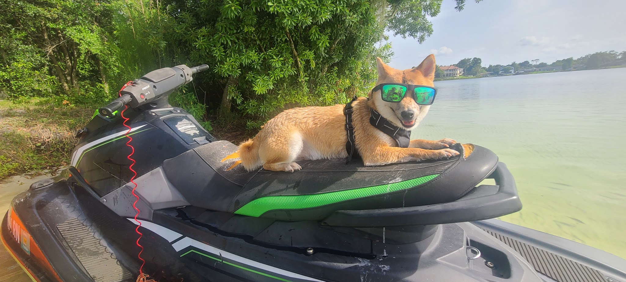 Orlando Dog Camp - Orlando, FL