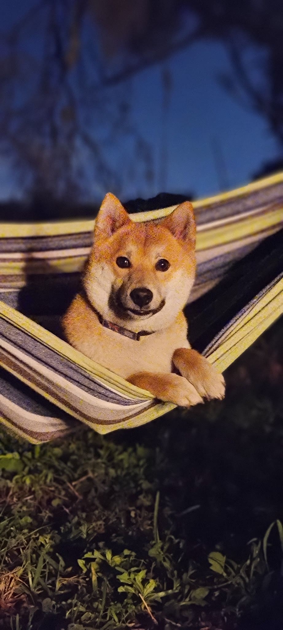 Orlando Dog Camp - Orlando, FL