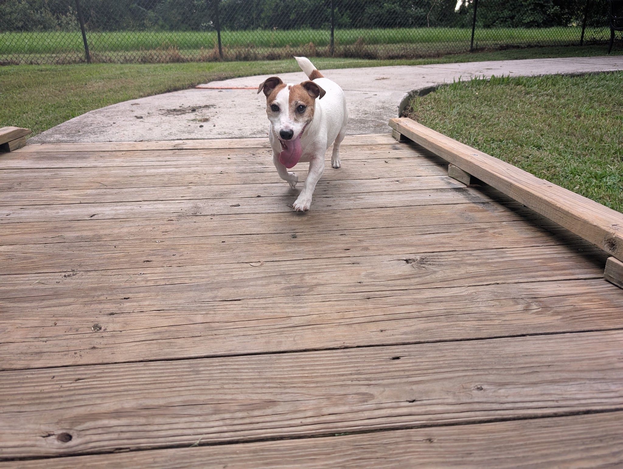 Yucatan Dog Park - Orlando, FL