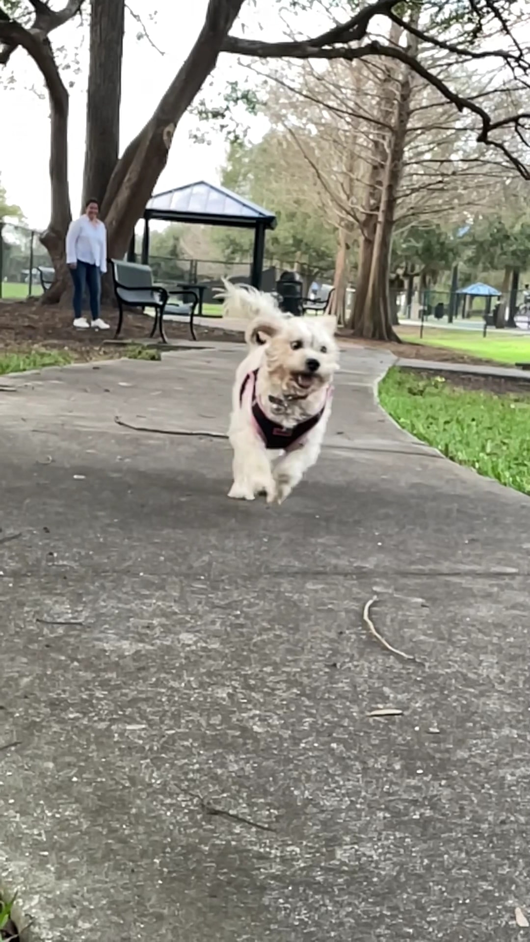 Yucatan Dog Park - Orlando, FL