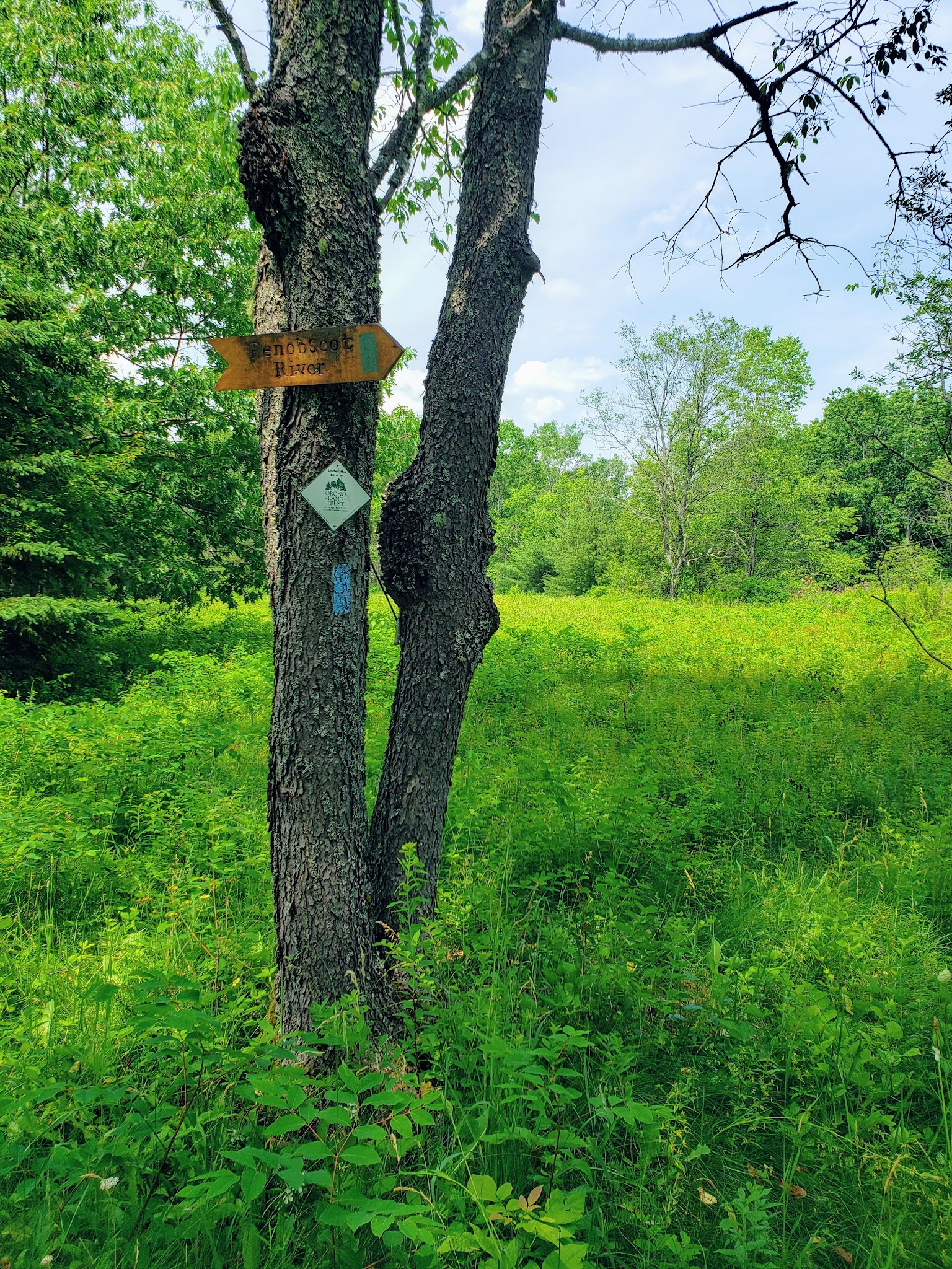 Piney Knoll Conservation Area - Orono, ME