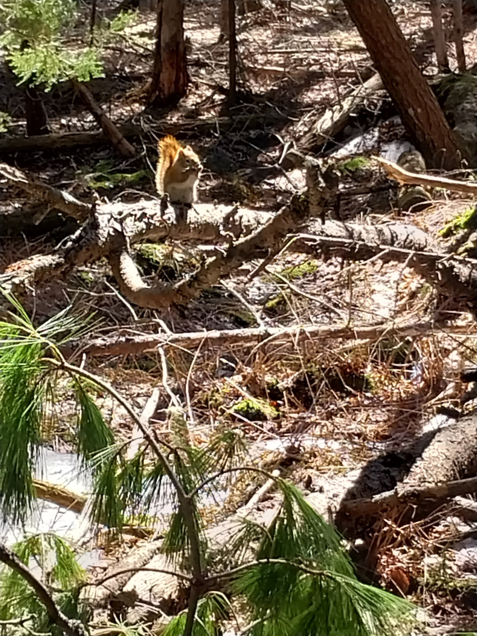 Piney Knoll Conservation Area - Orono, ME