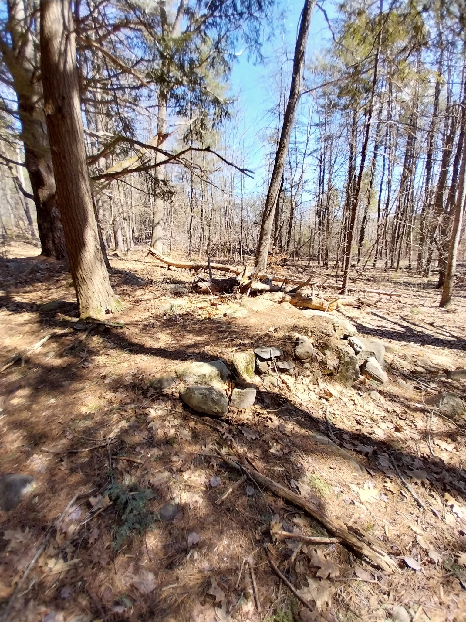 Piney Knoll Conservation Area - Orono, ME