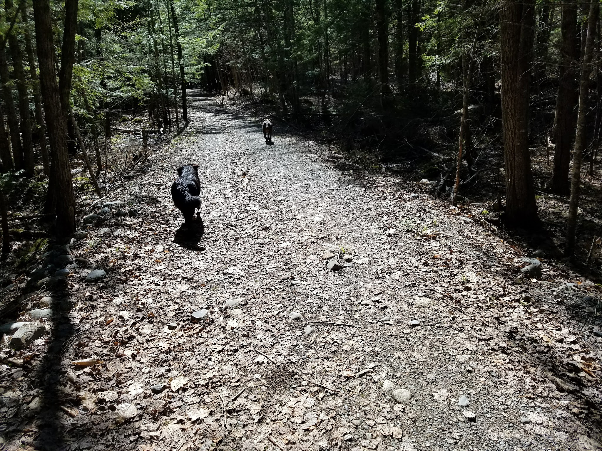 Piney Knoll Conservation Area - Orono, ME