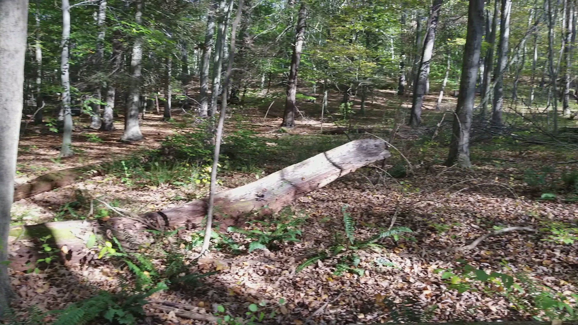 Kitchawan Preserve - Ossining, NY