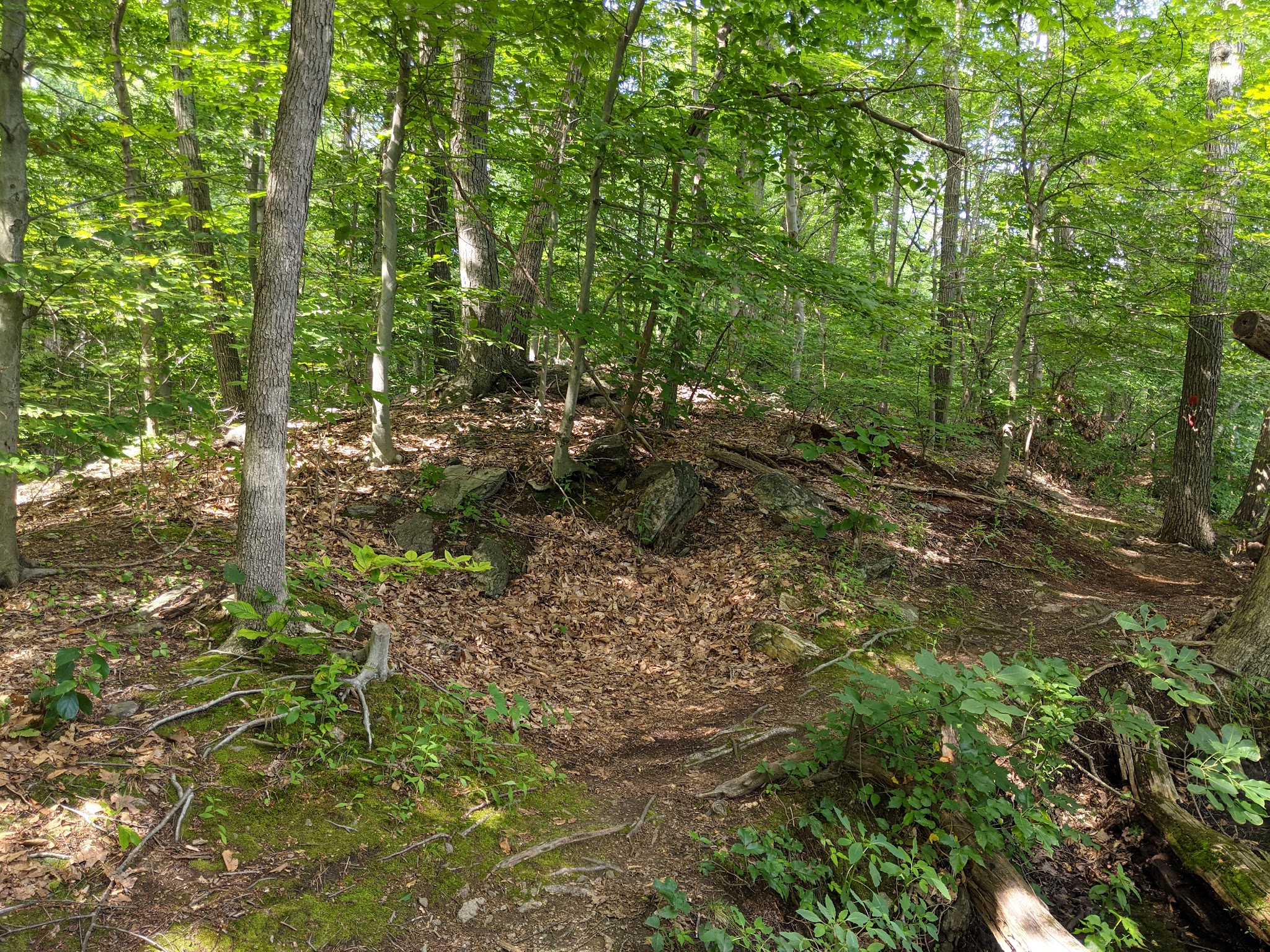 Sunny Ridge Preserve - Ossining, NY