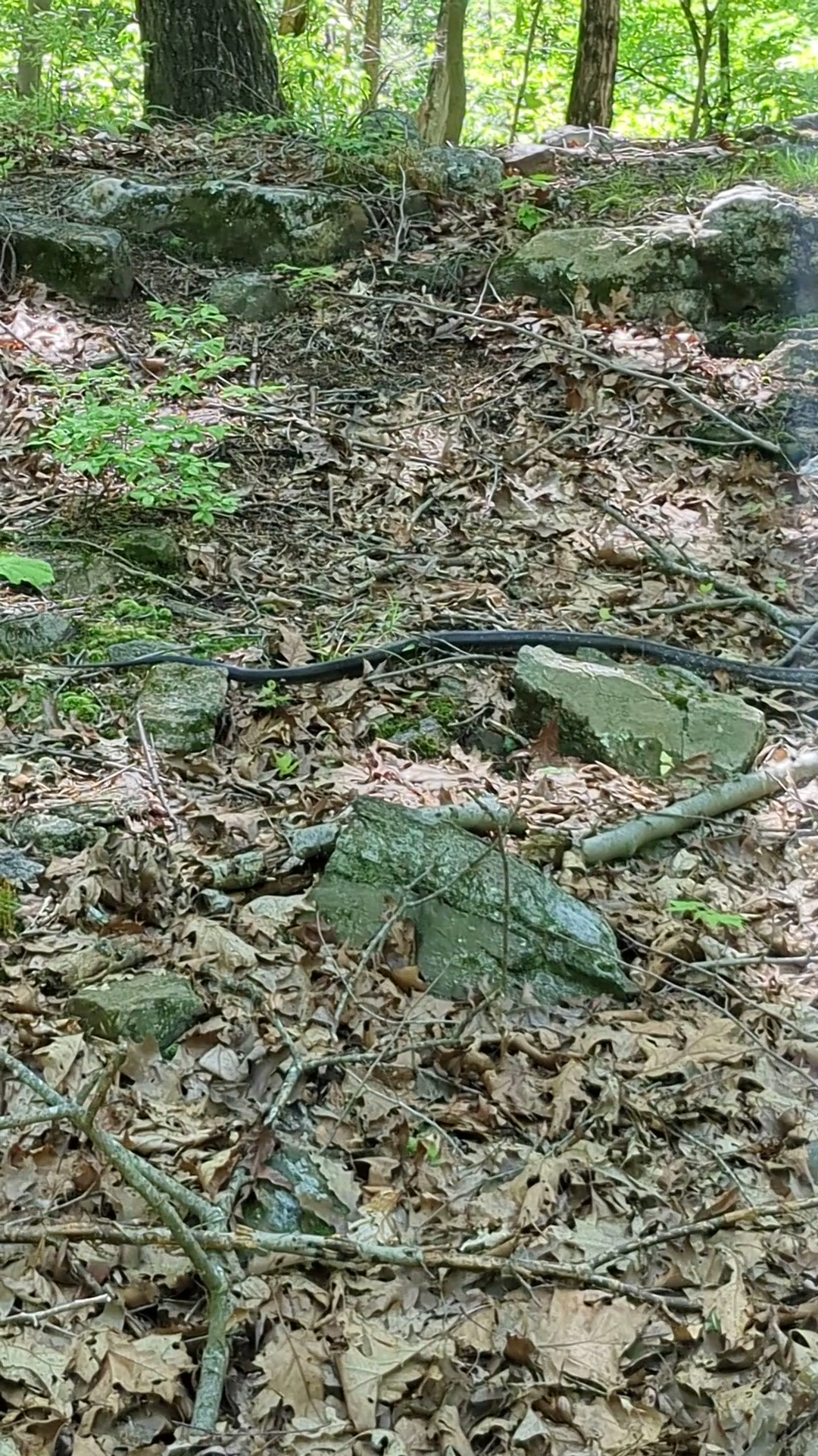 Sunny Ridge Preserve - Ossining, NY