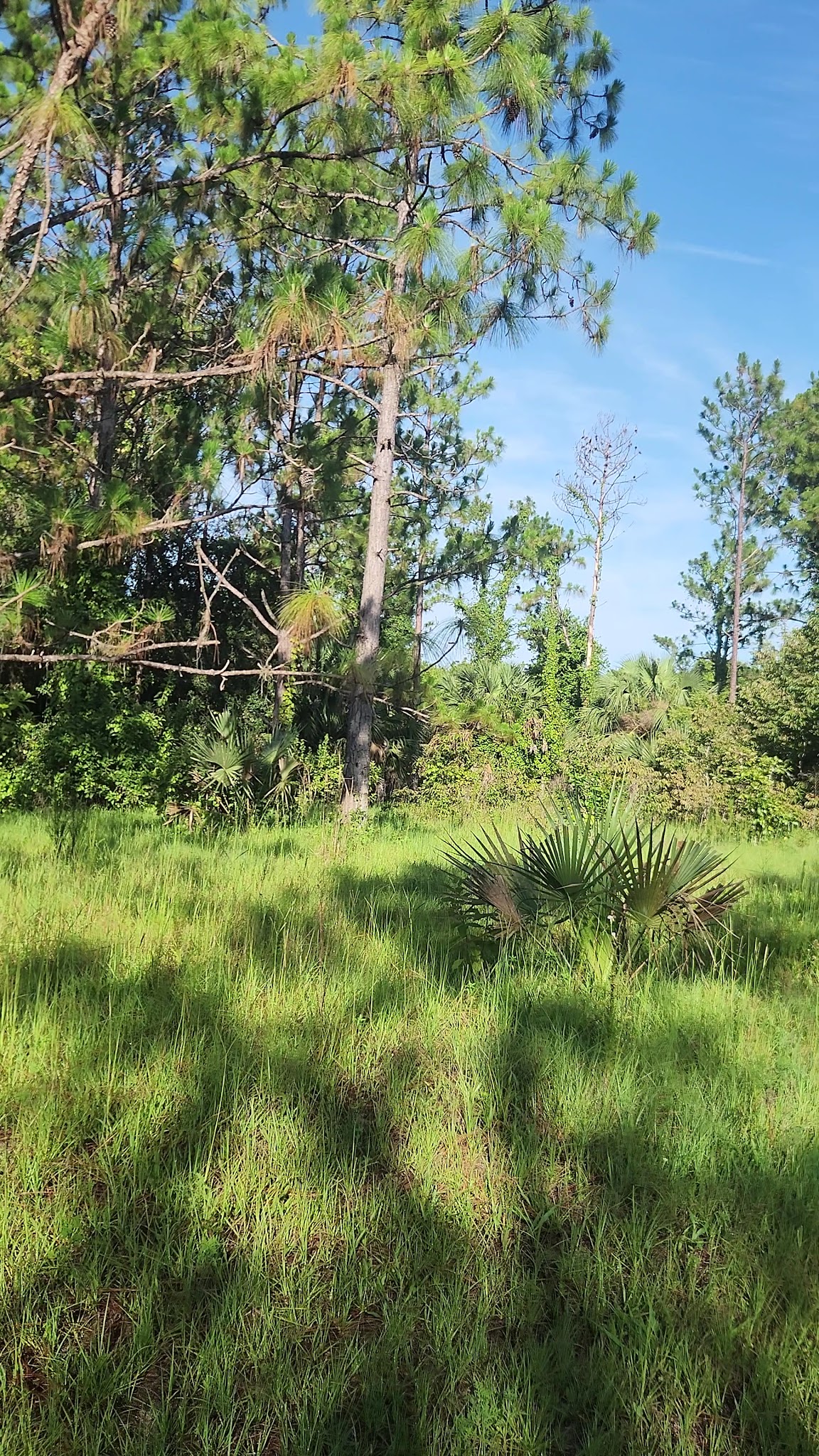 Lake Monroe Conservation Area - Osteen, FL