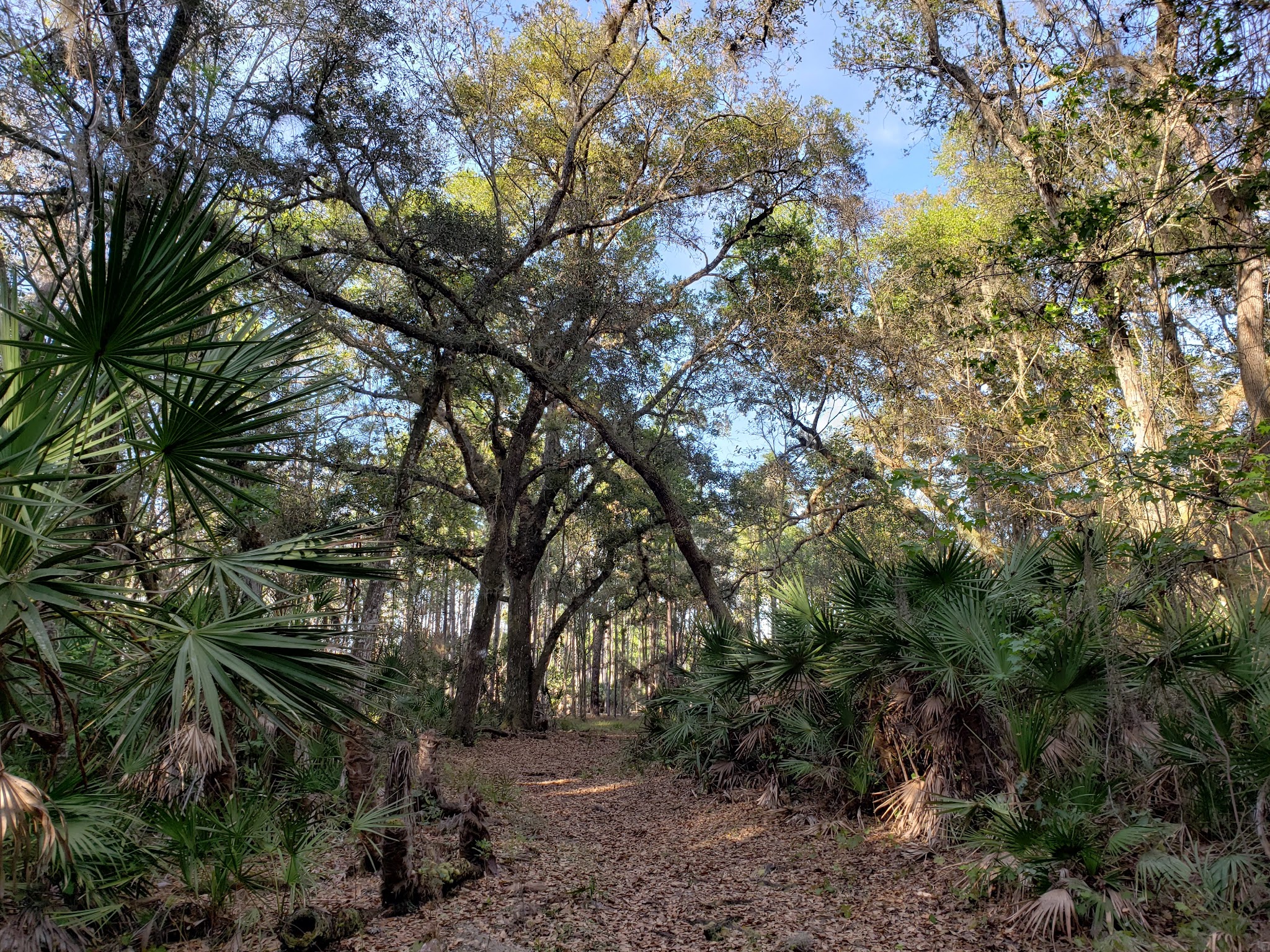 Lake Monroe Conservation Area - Osteen, FL