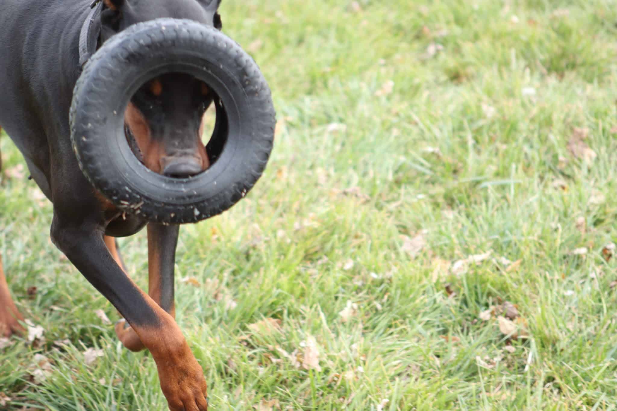 Woof Creek Kennel - Overland Park, KS