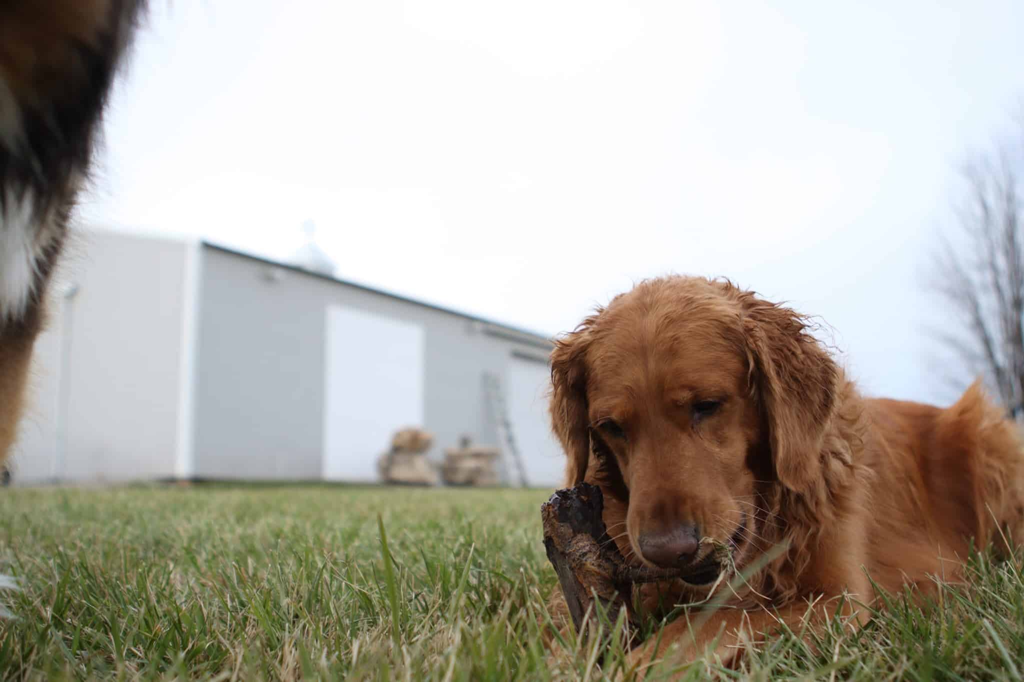 Woof Creek Kennel - Overland Park, KS