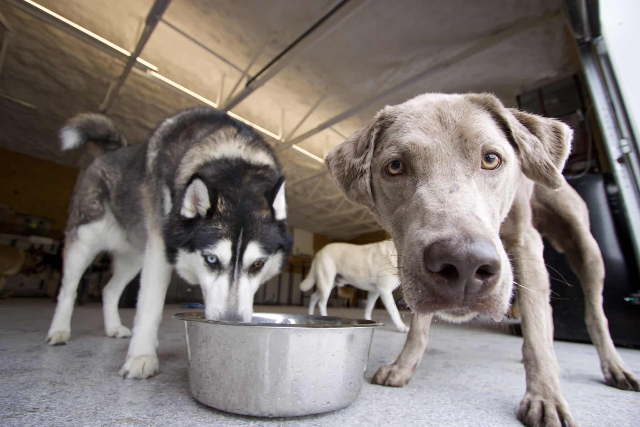 Woof Creek Kennel - Overland Park, KS