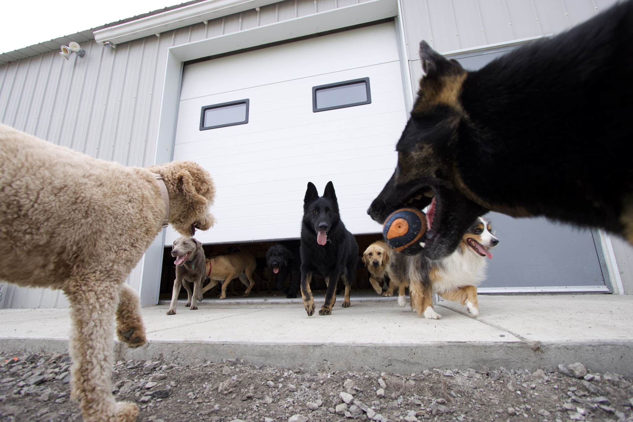 Woof Creek Kennel - Overland Park, KS