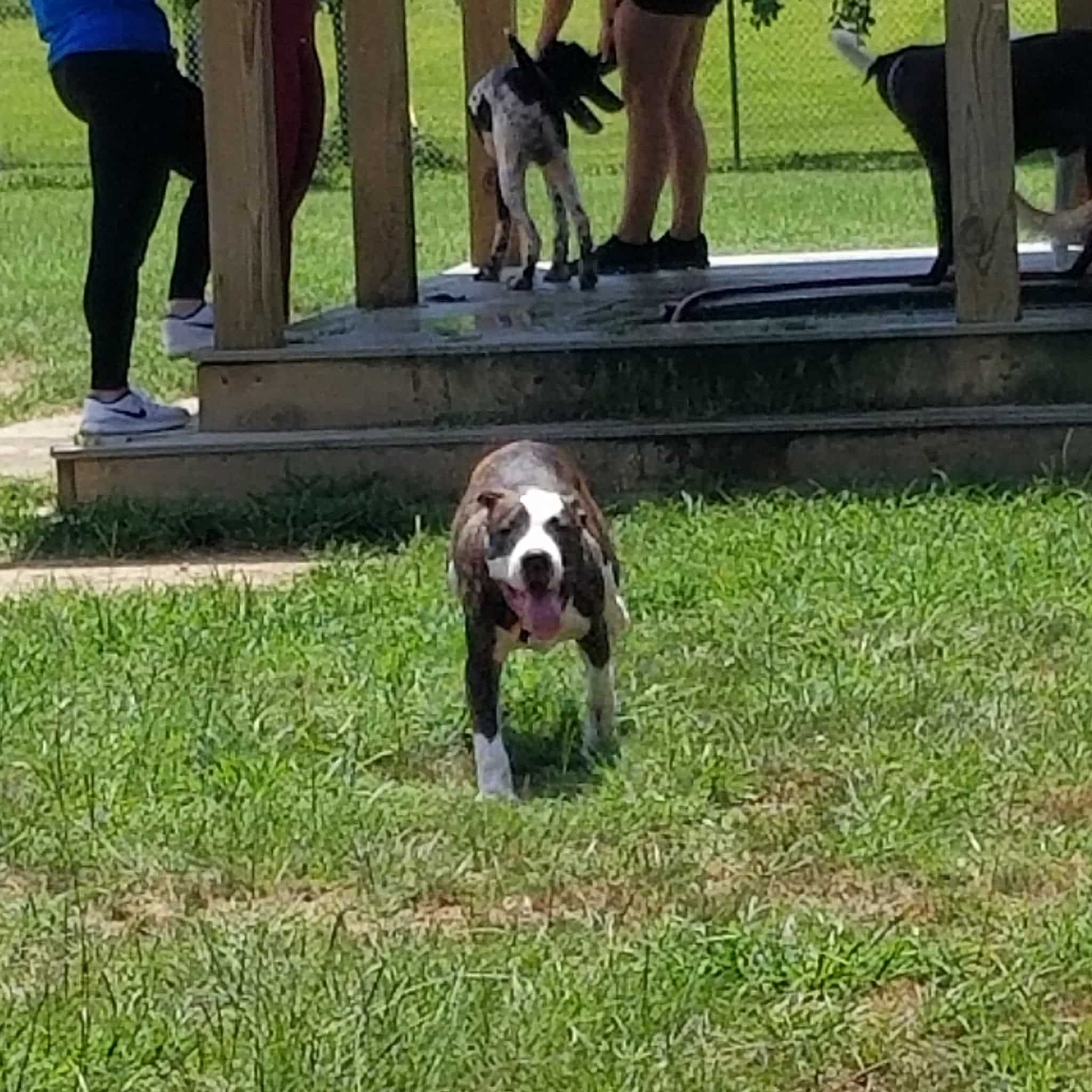 OLHS Dog Park - Oxford, MS