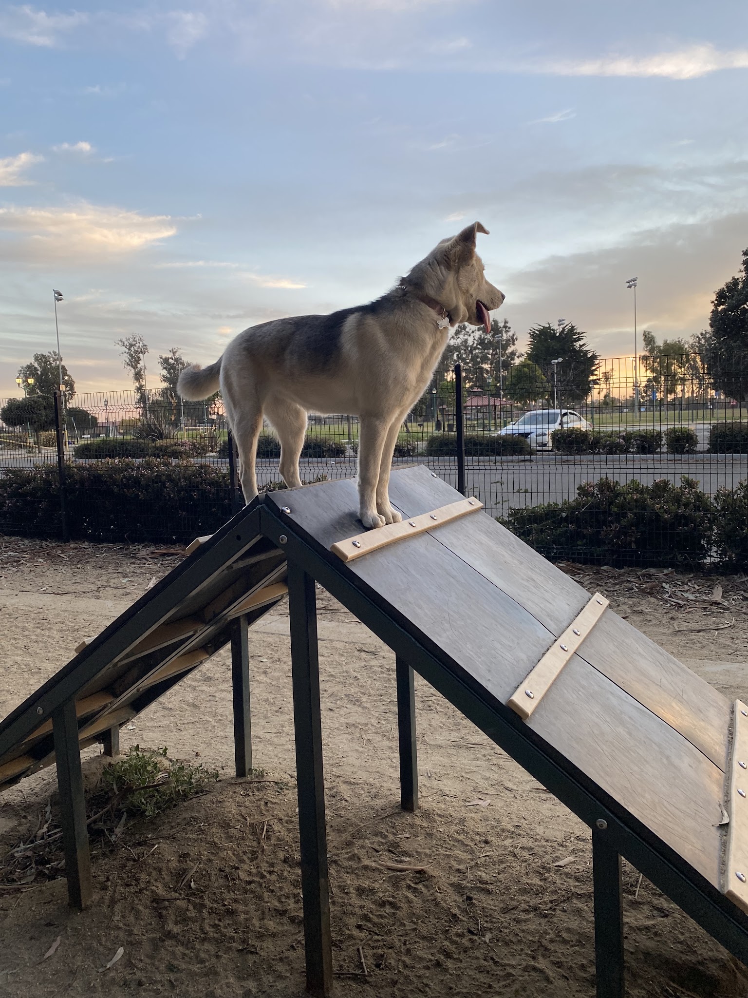 College Dog Park - Oxnard, CA