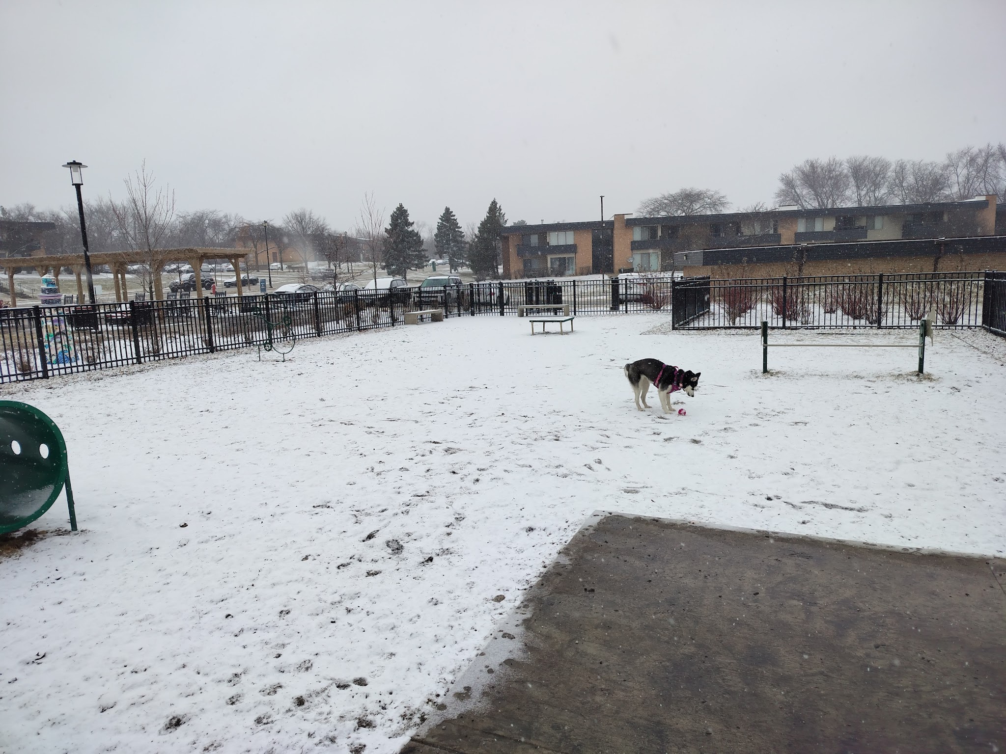Albion on Northwest dog park - Palatine, IL