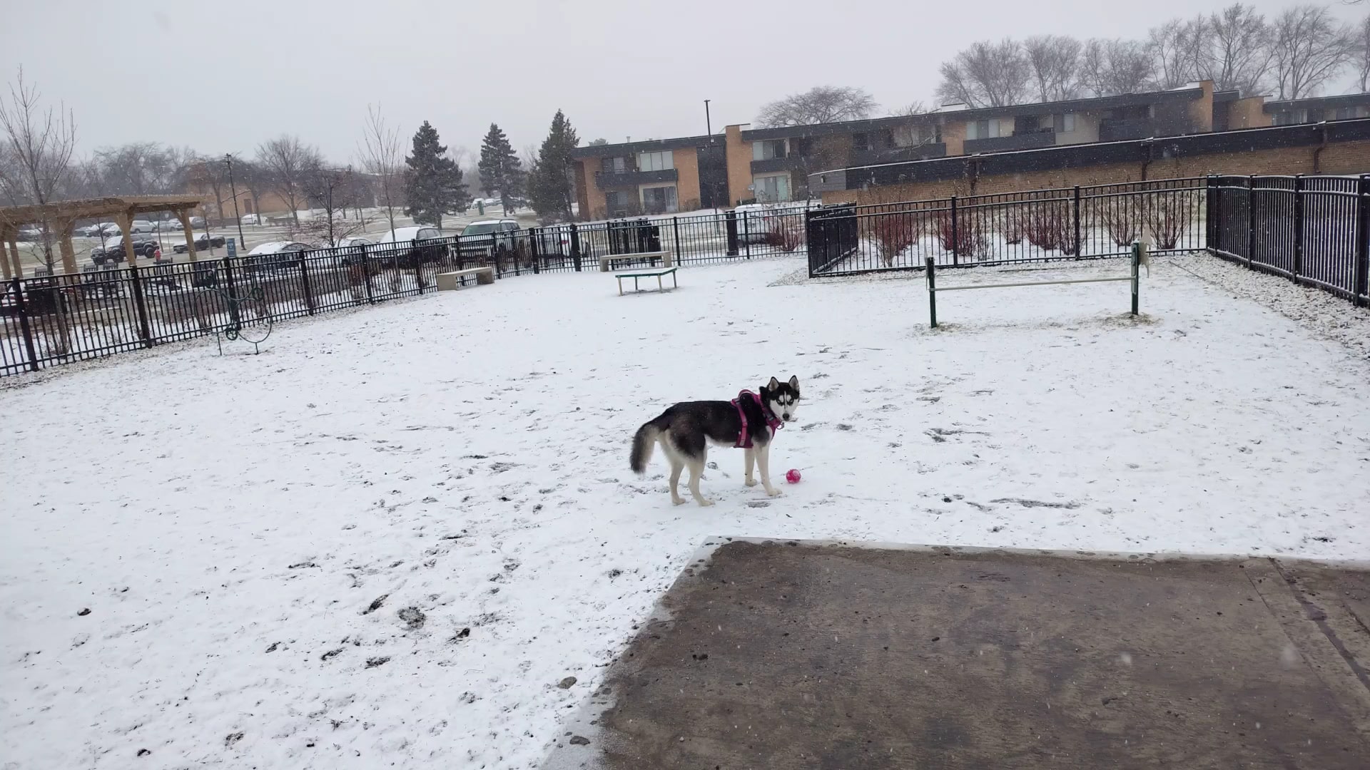 Albion on Northwest dog park - Palatine, IL