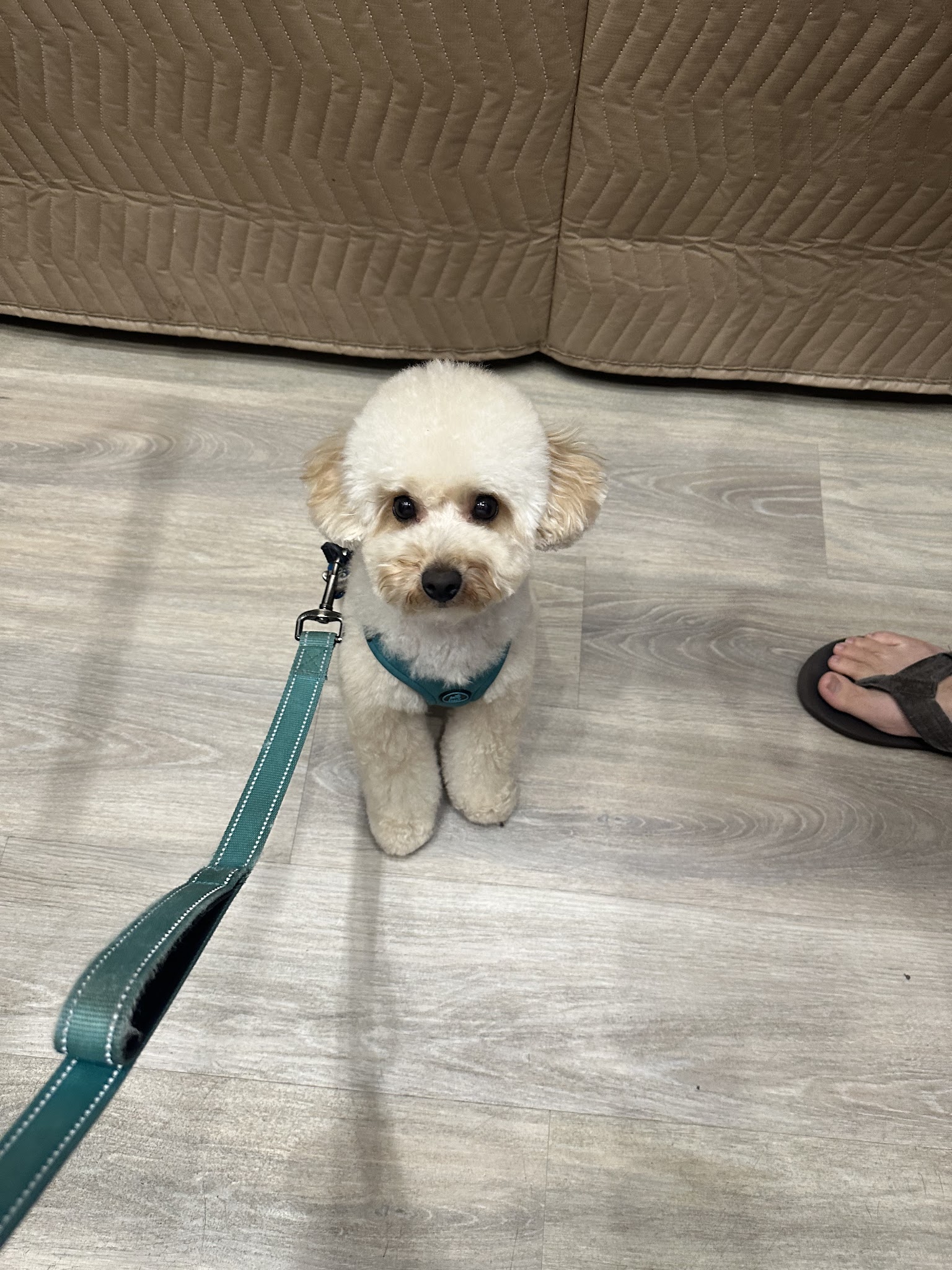 Dear Puppy - Palisades Park, NJ