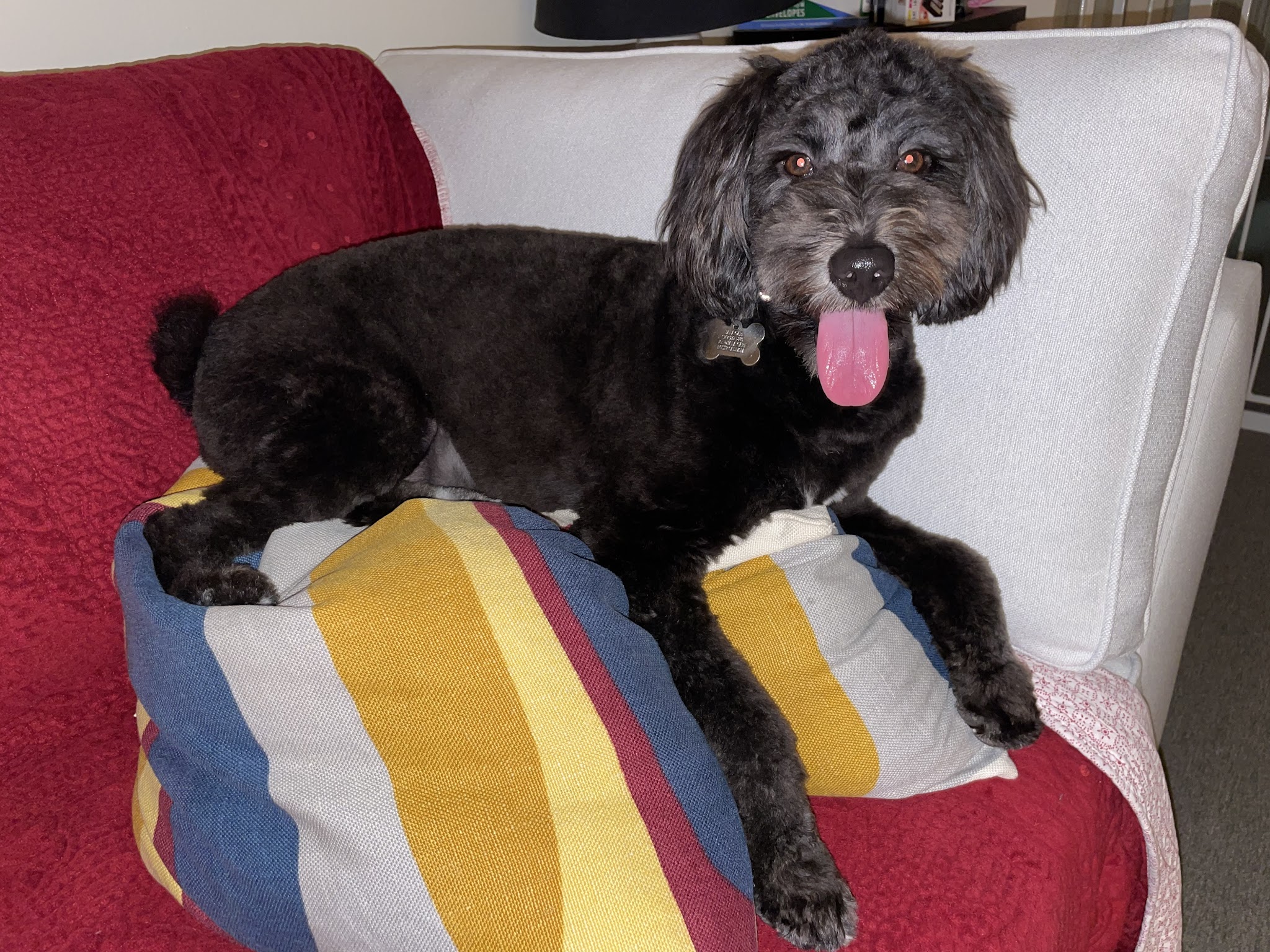 Dear Puppy - Palisades Park, NJ