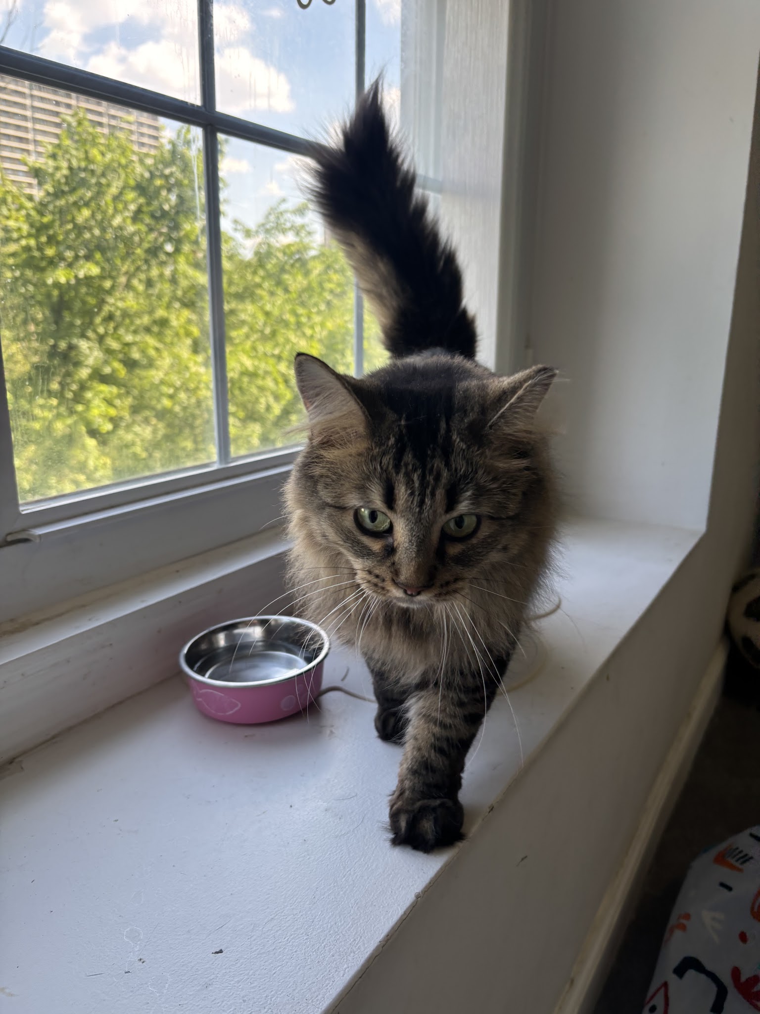 ✨🌈Puchi Pet Paradise😻🐶 - Palisades Park, NJ