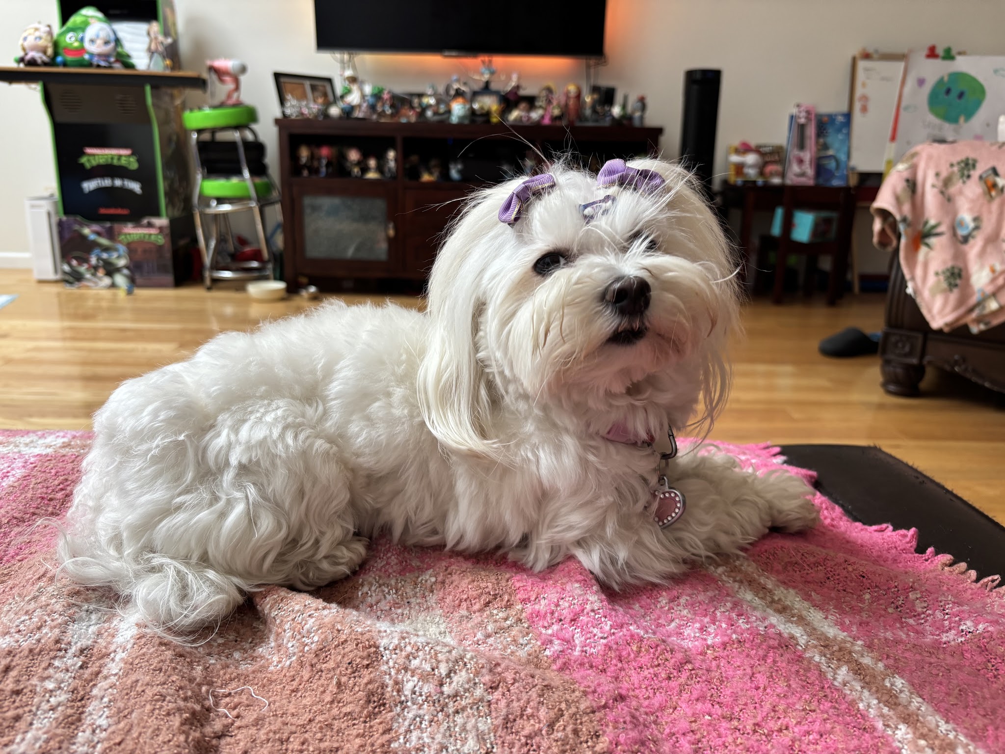 ✨🌈Puchi Pet Paradise😻🐶 - Palisades Park, NJ