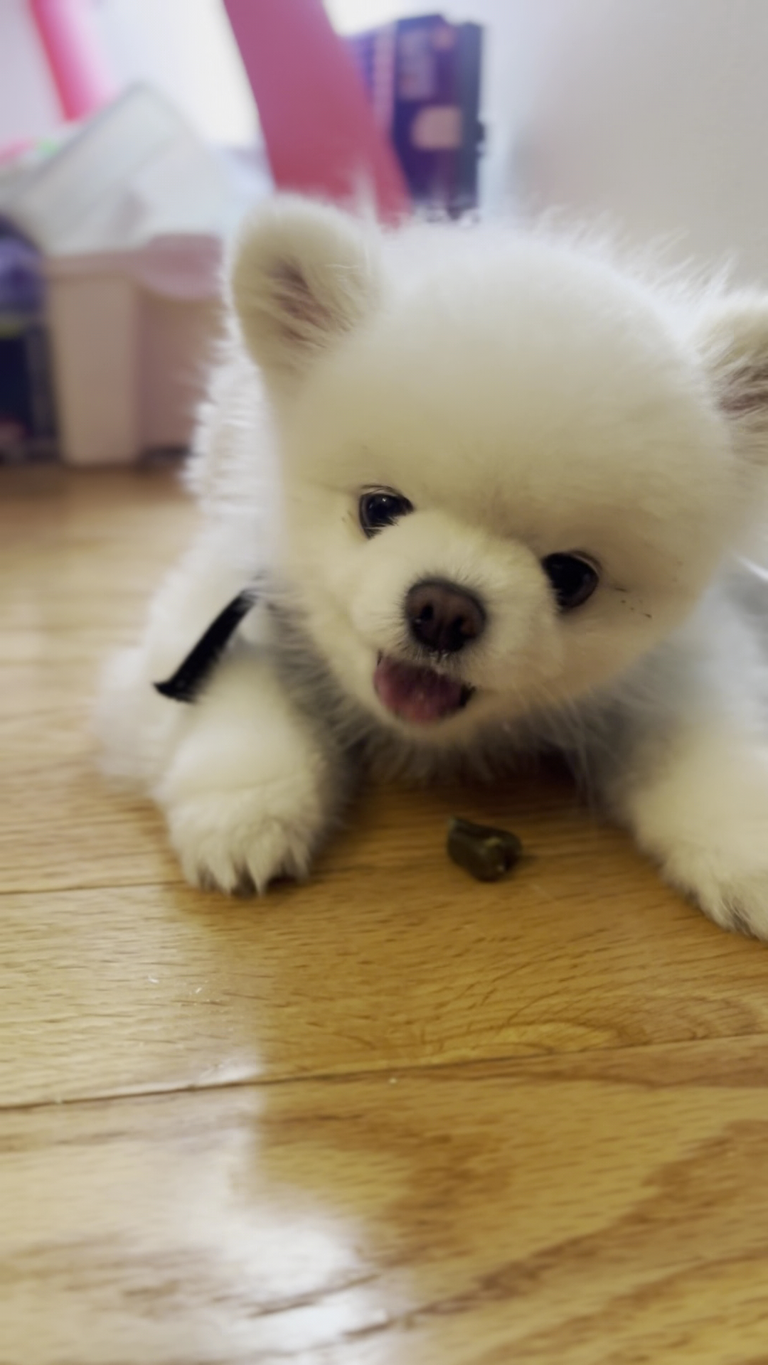 ✨🌈Puchi Pet Paradise😻🐶 - Palisades Park, NJ