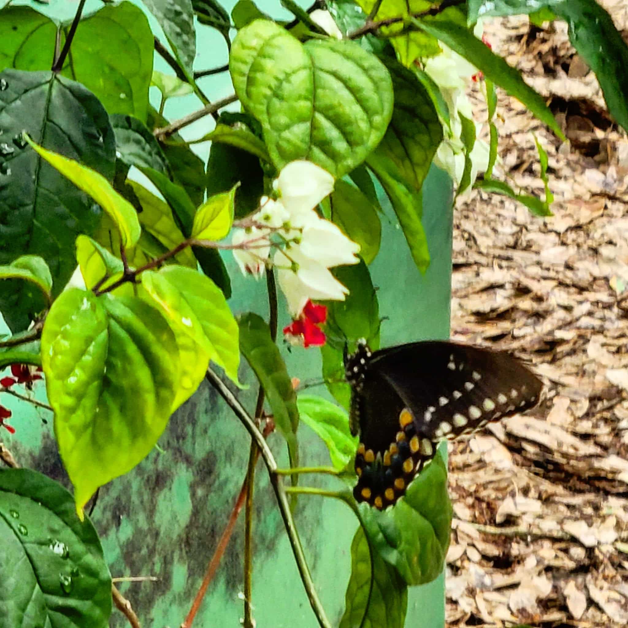 Lake St George Park - Palm Harbor, FL