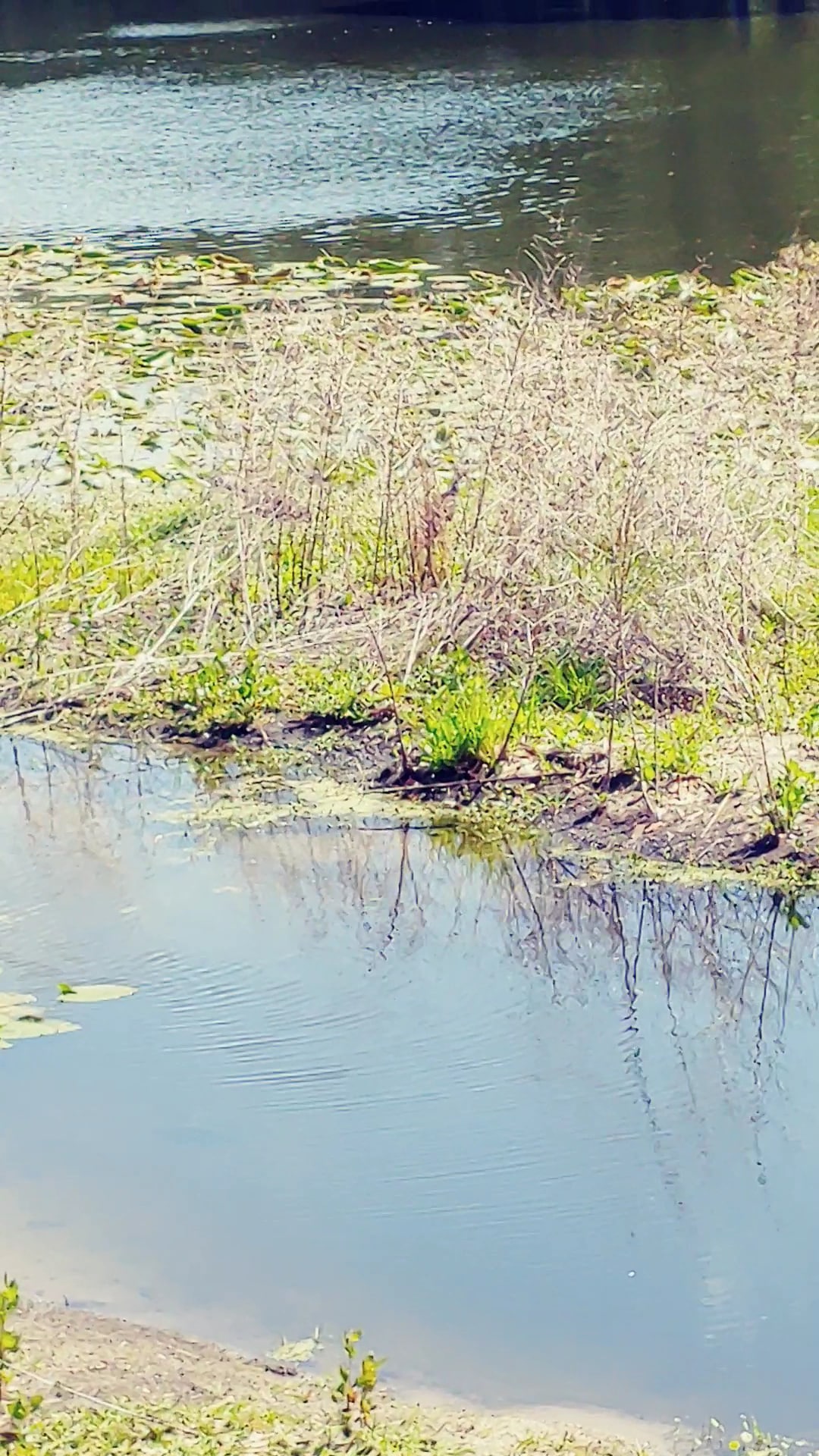 Lake St George Park - Palm Harbor, FL