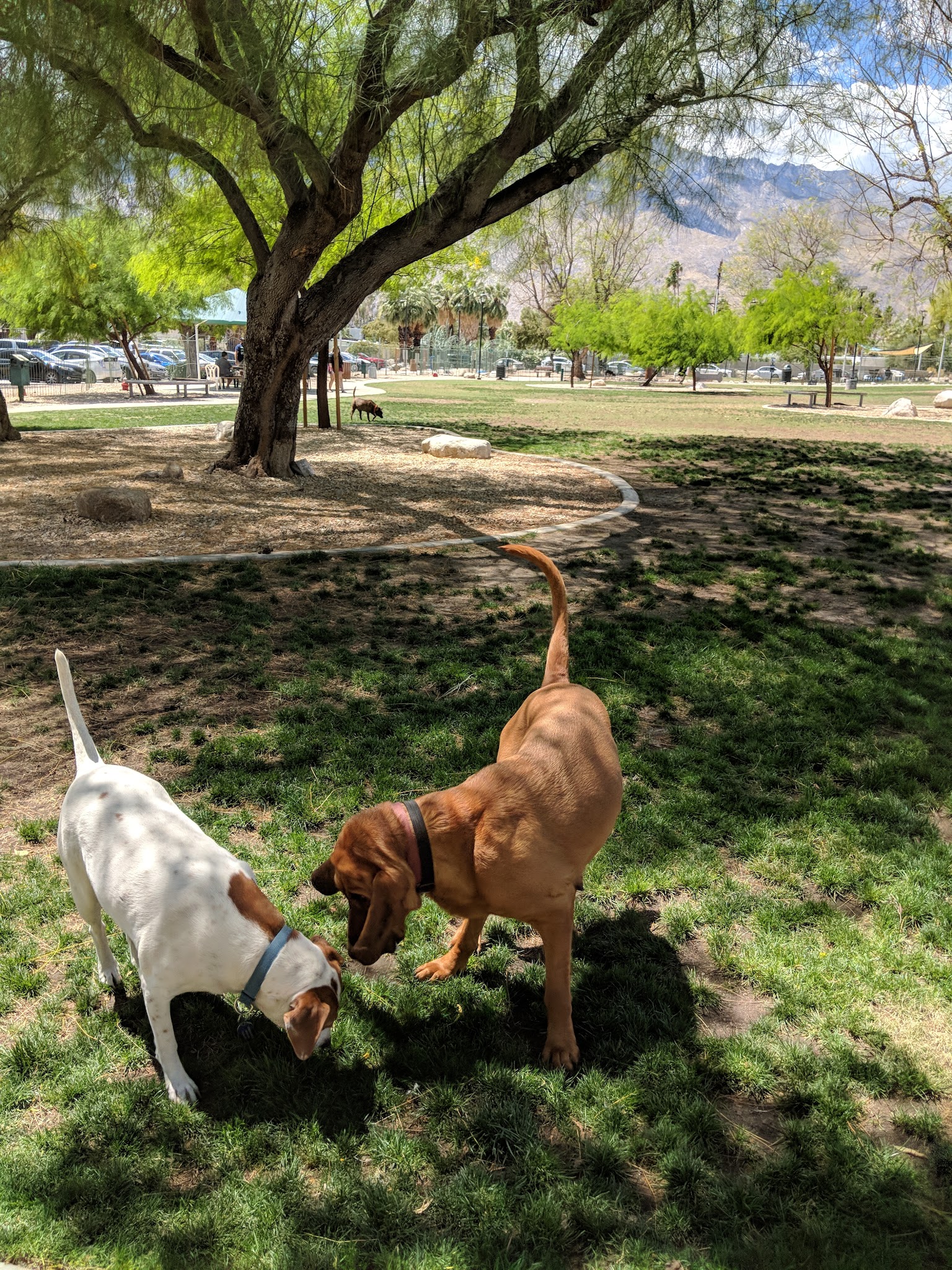 David H. Ready Palm Springs Dog Park - Palm Springs, CA