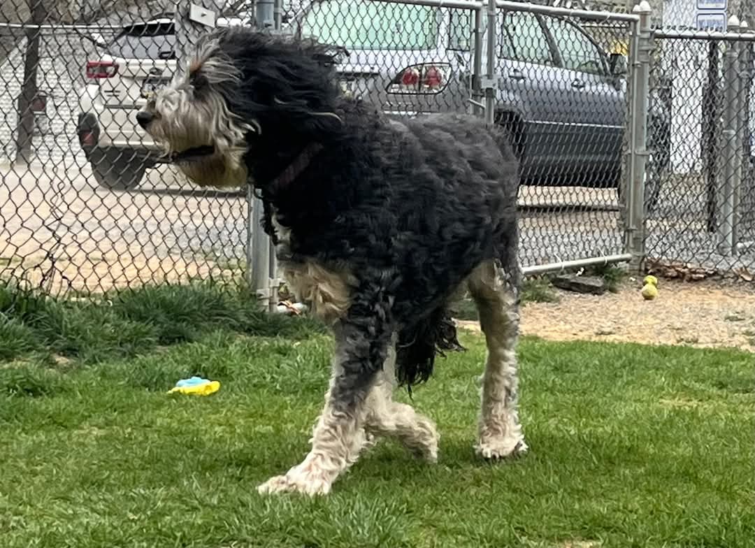 Palmerton Dog Park - Palmerton, PA