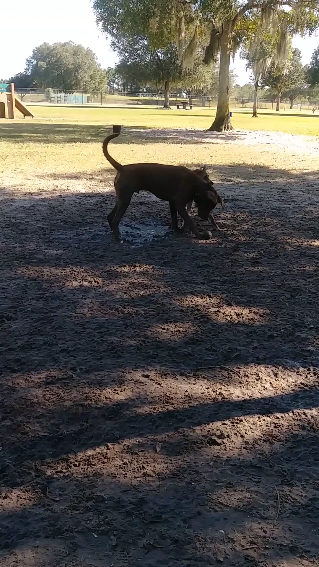 Dog Leg Canine Park - Palmetto, FL