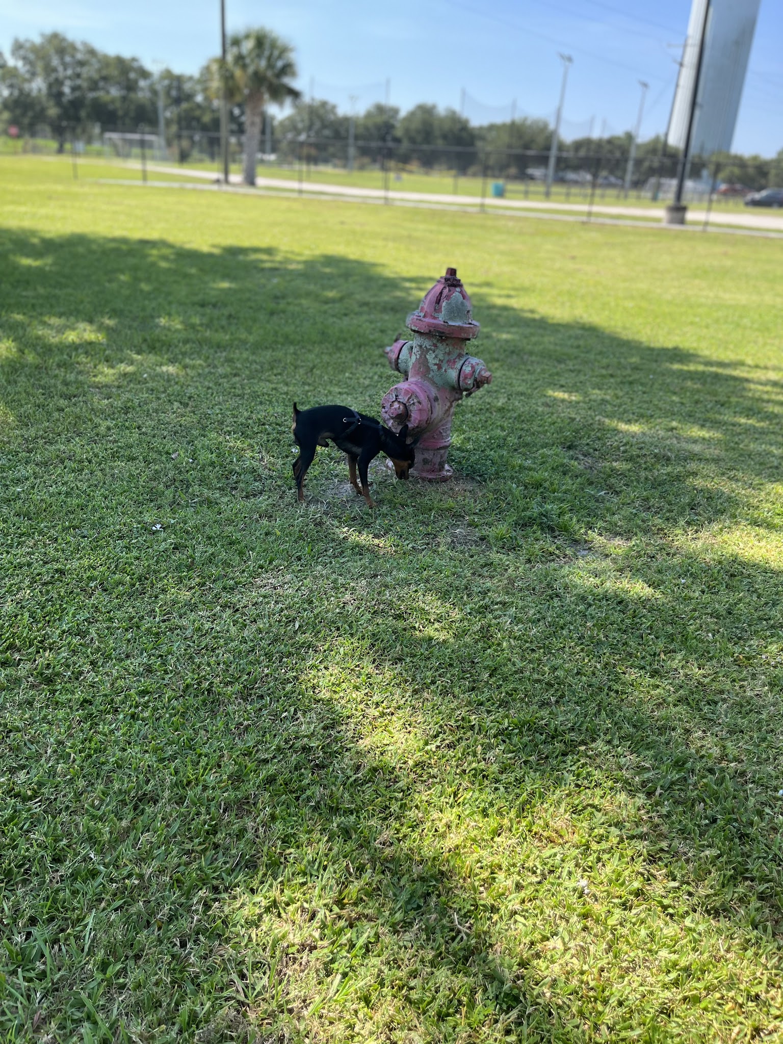 Dog Leg Canine Park - Palmetto, FL