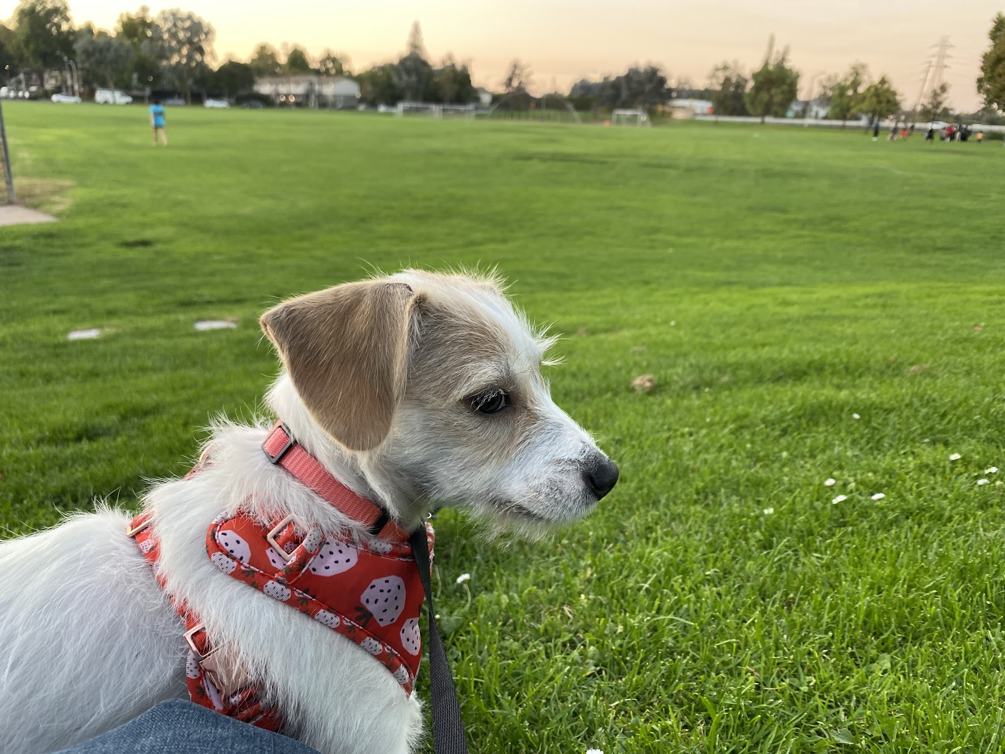 Greer Dog Park - Palo Alto, CA