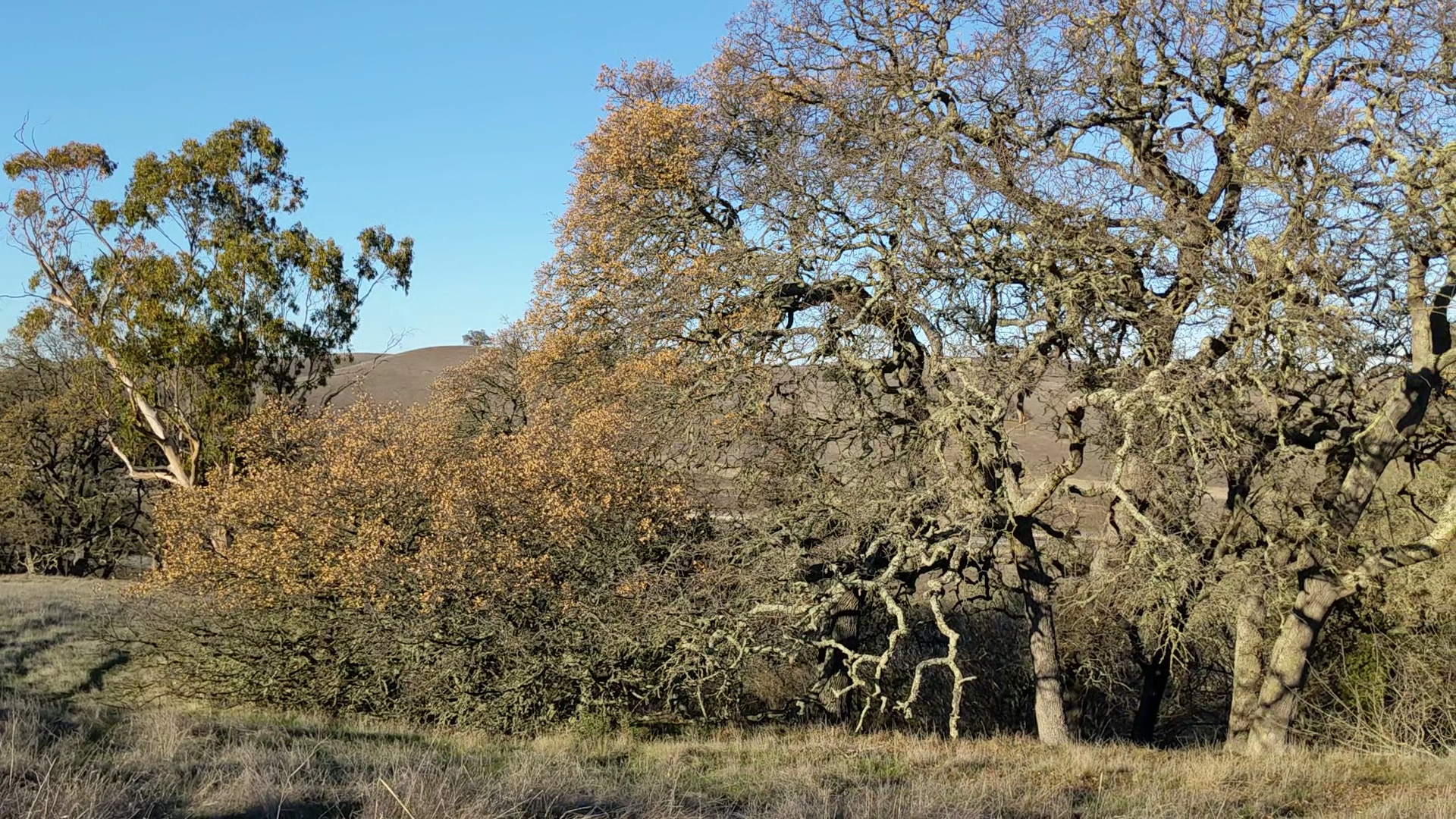 Pearson-Arastradero Preserve - Palo Alto, CA