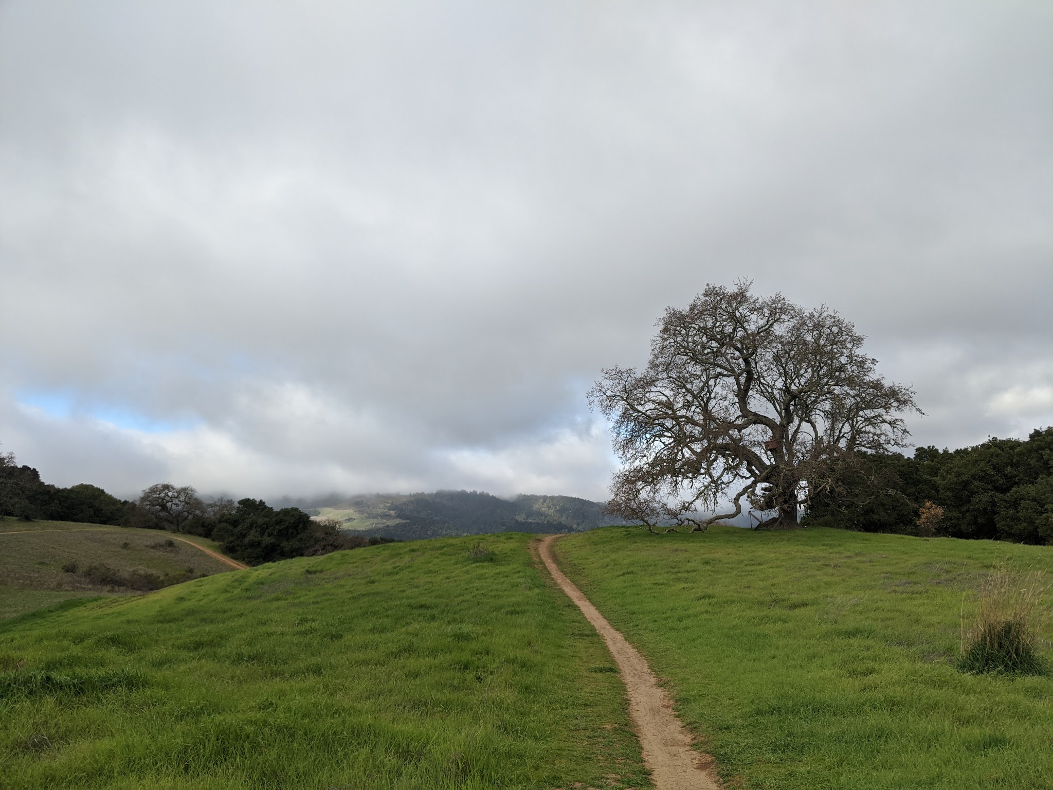 Pearson-Arastradero Preserve - Palo Alto, CA