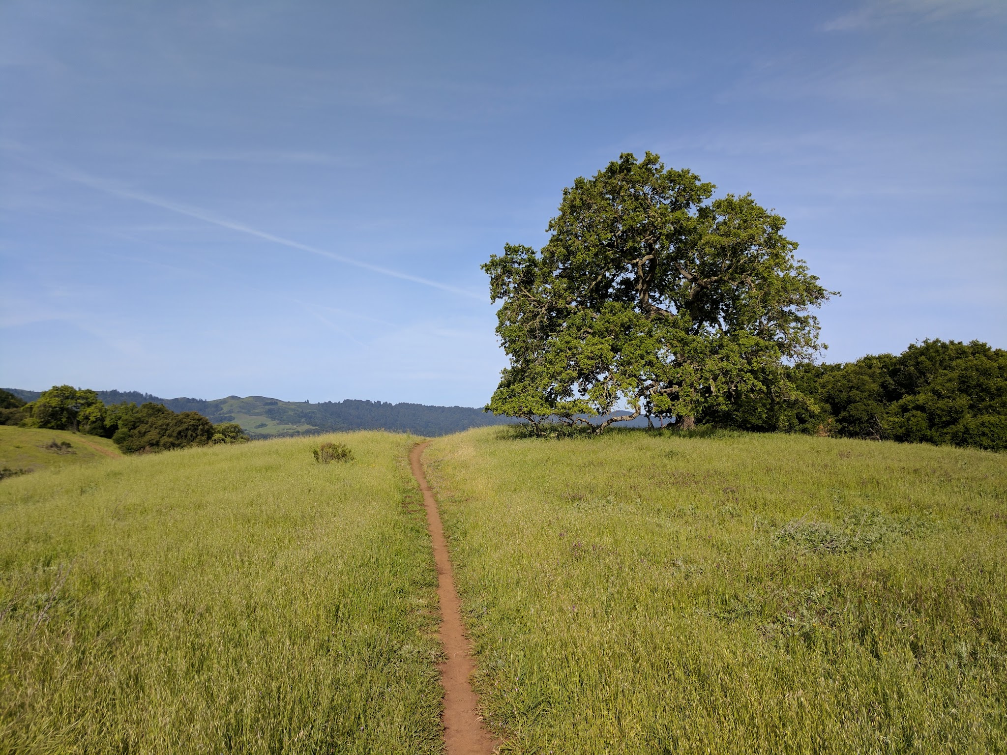 Pearson-Arastradero Preserve - Palo Alto, CA