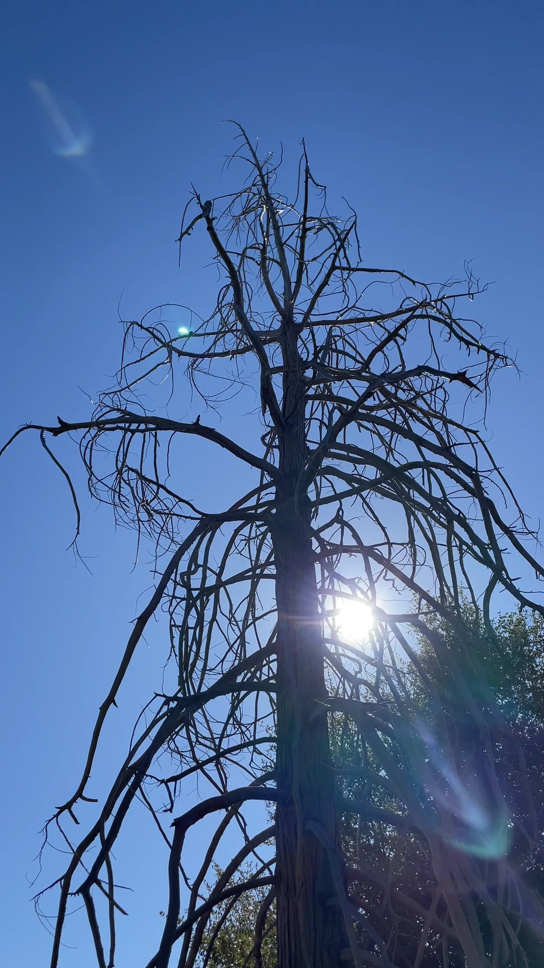 Observatory Trail Head - Palomar Mountain, CA